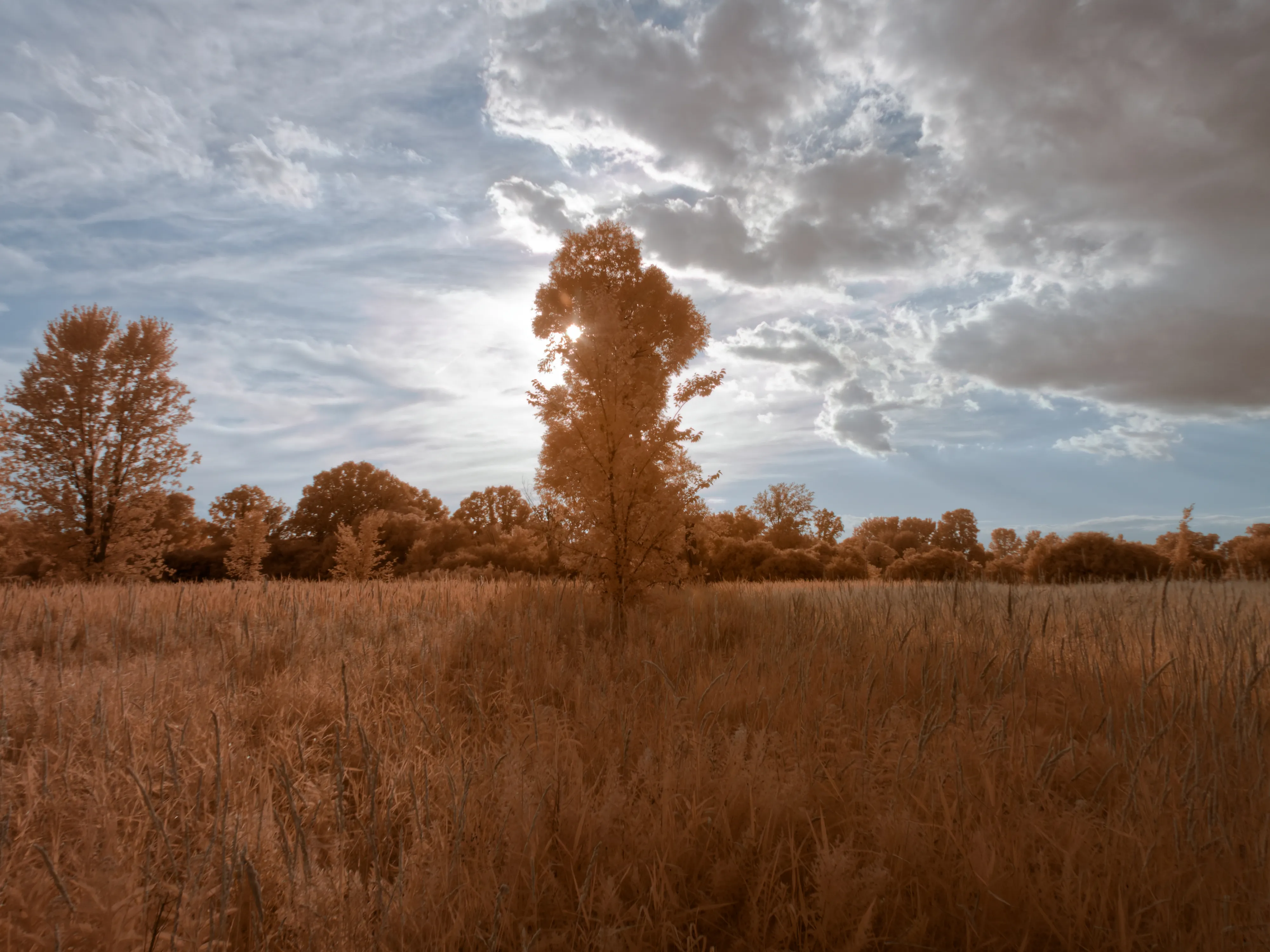 Meadow