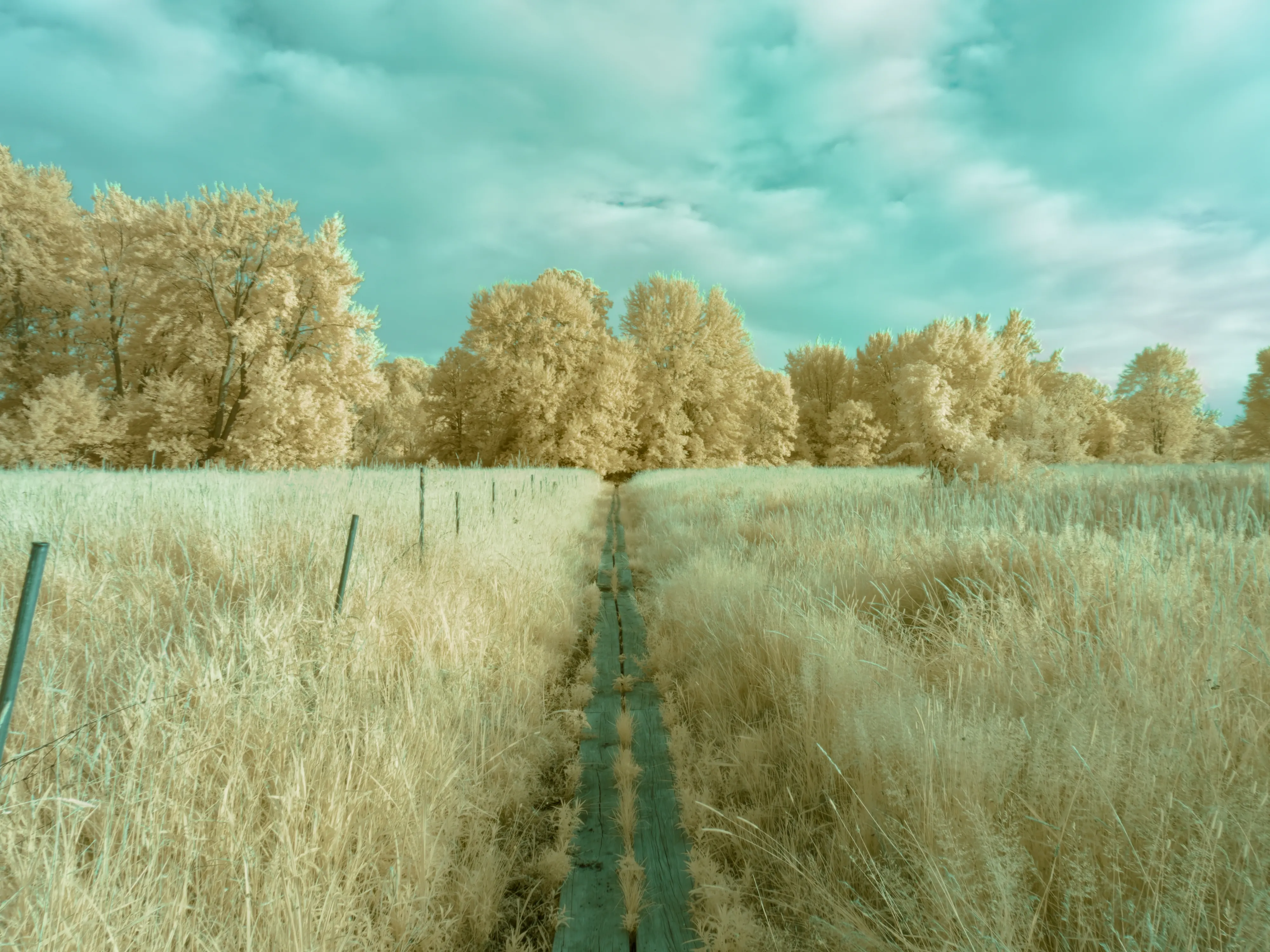 Meadow