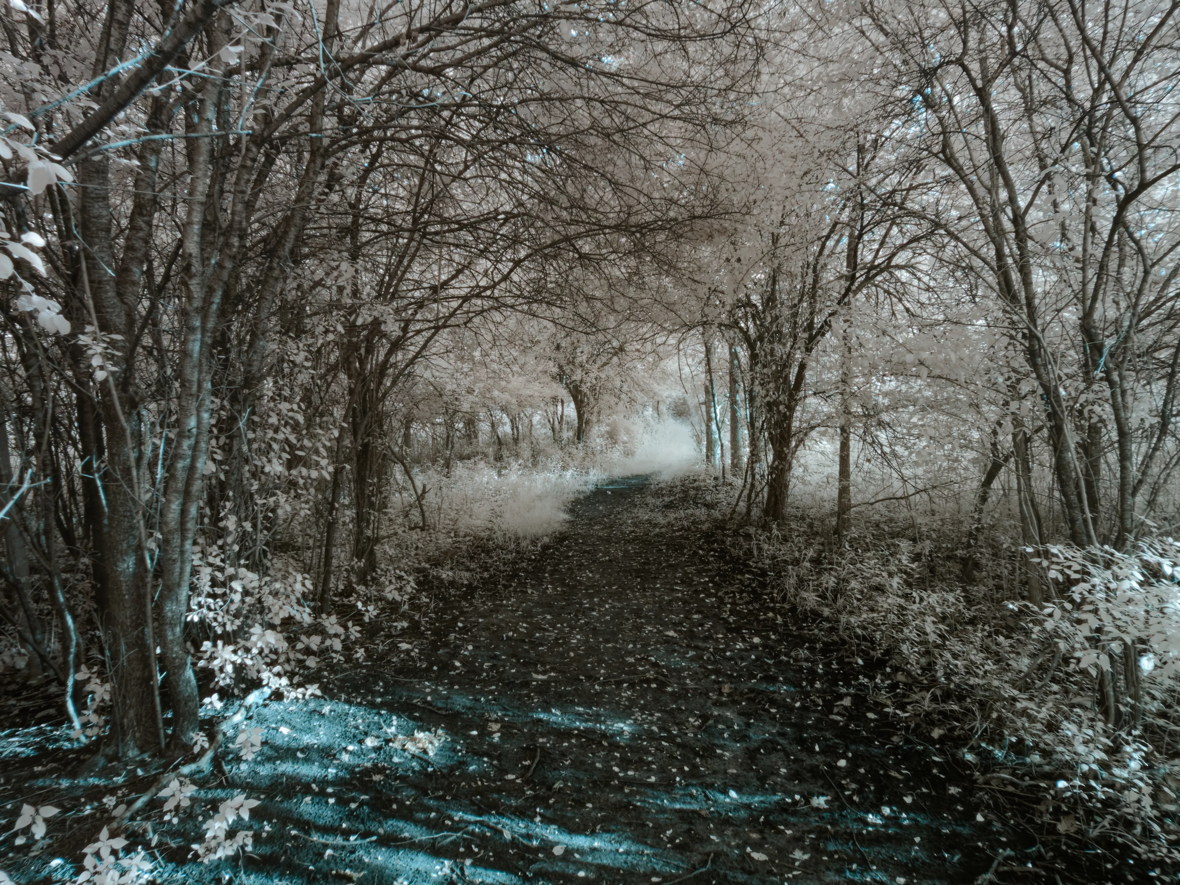Forest