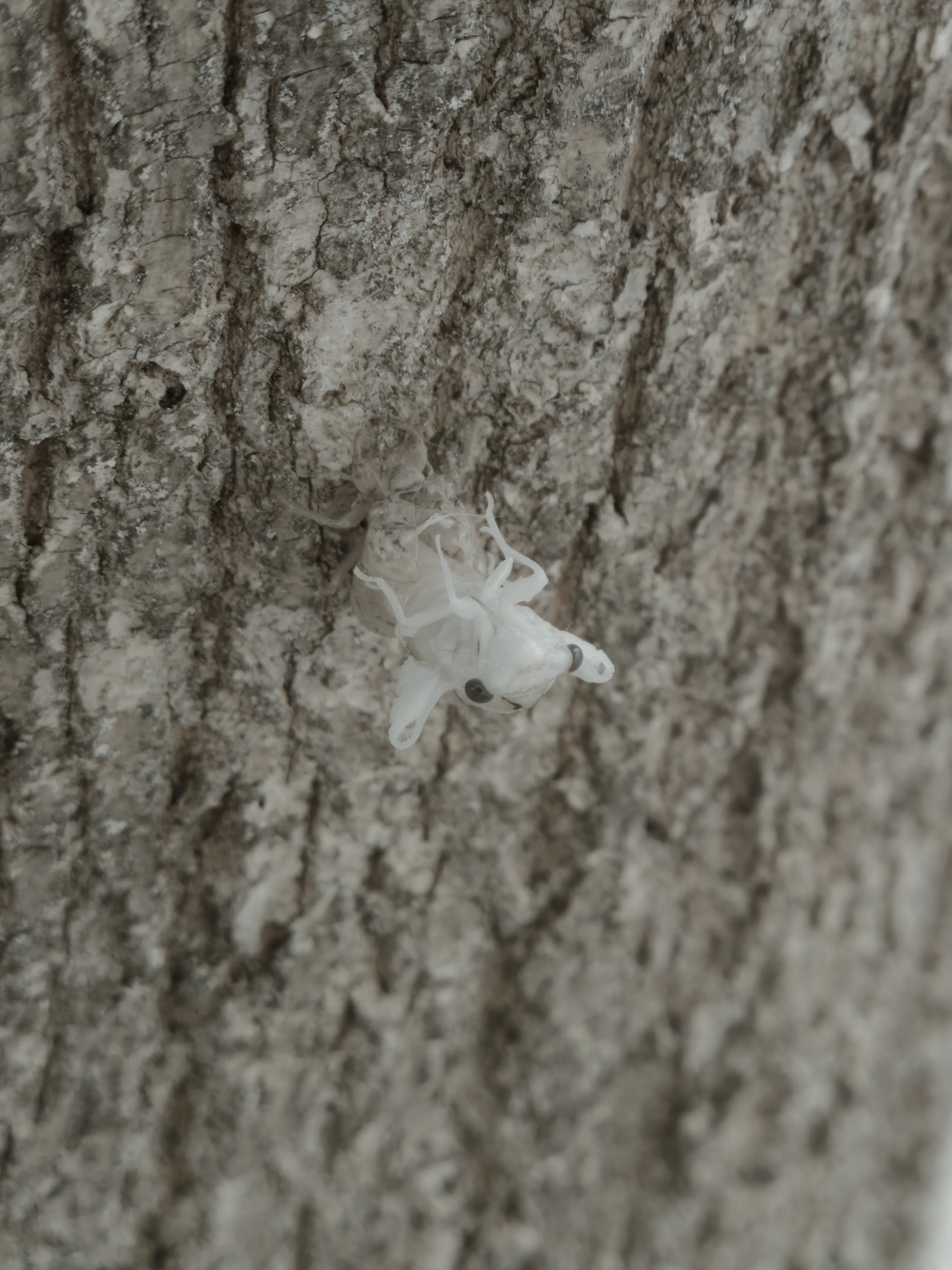 Cicada