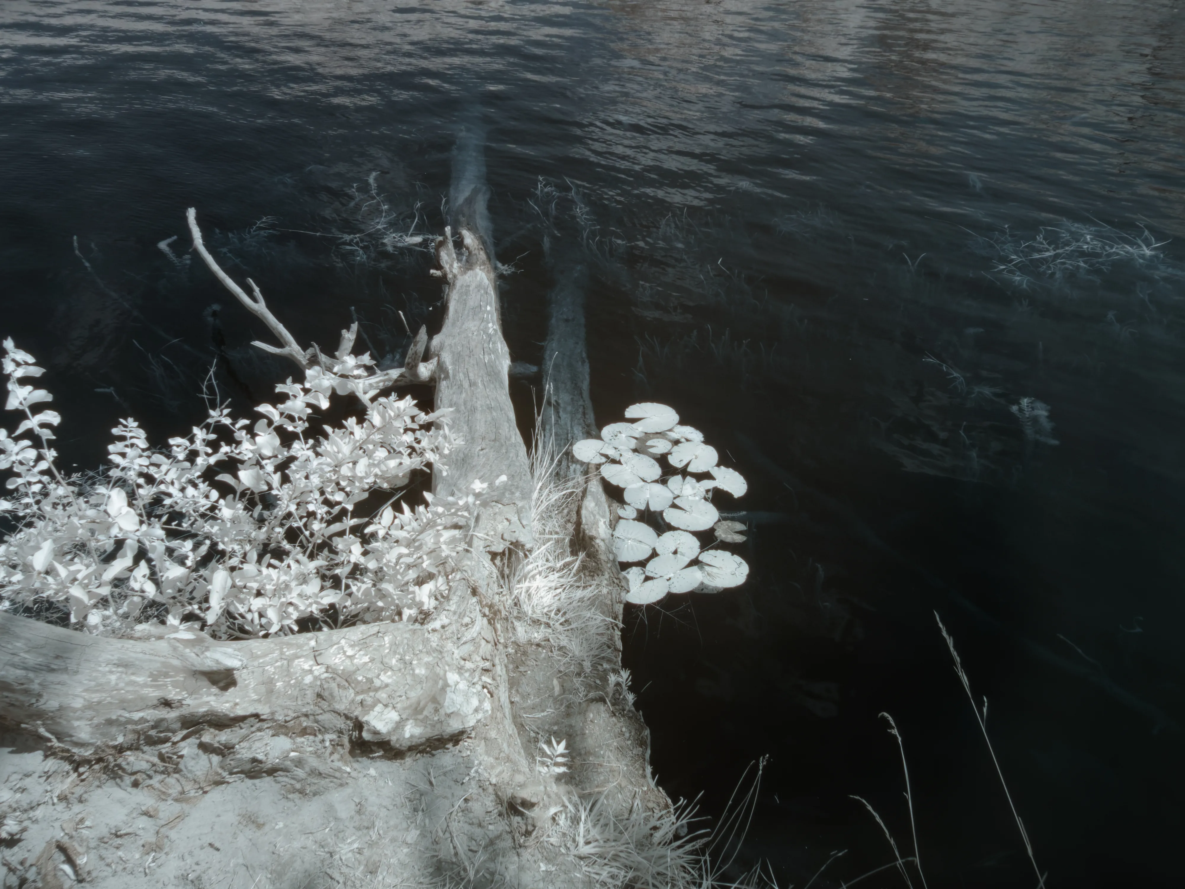 Tree in lake