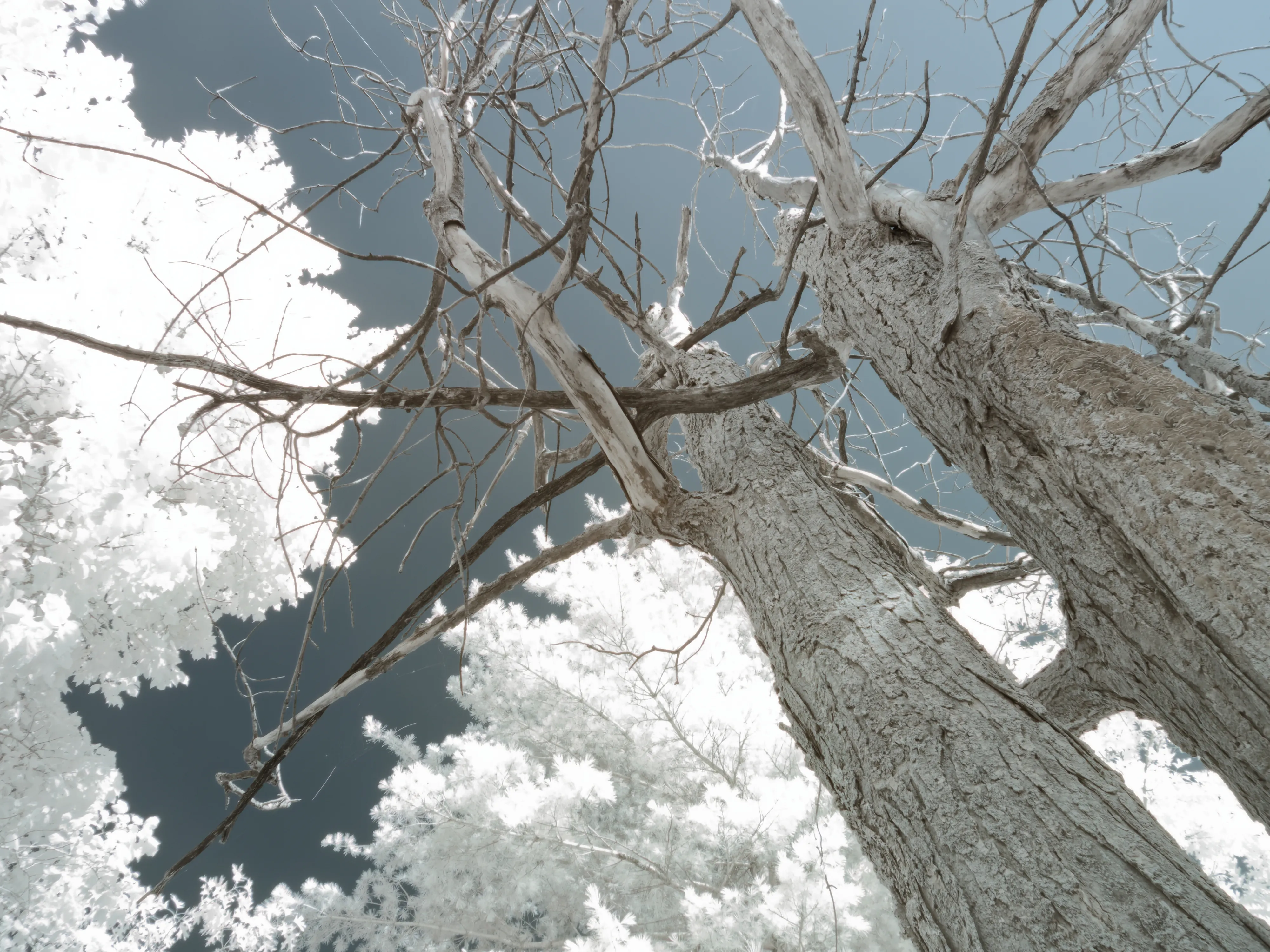 Trees