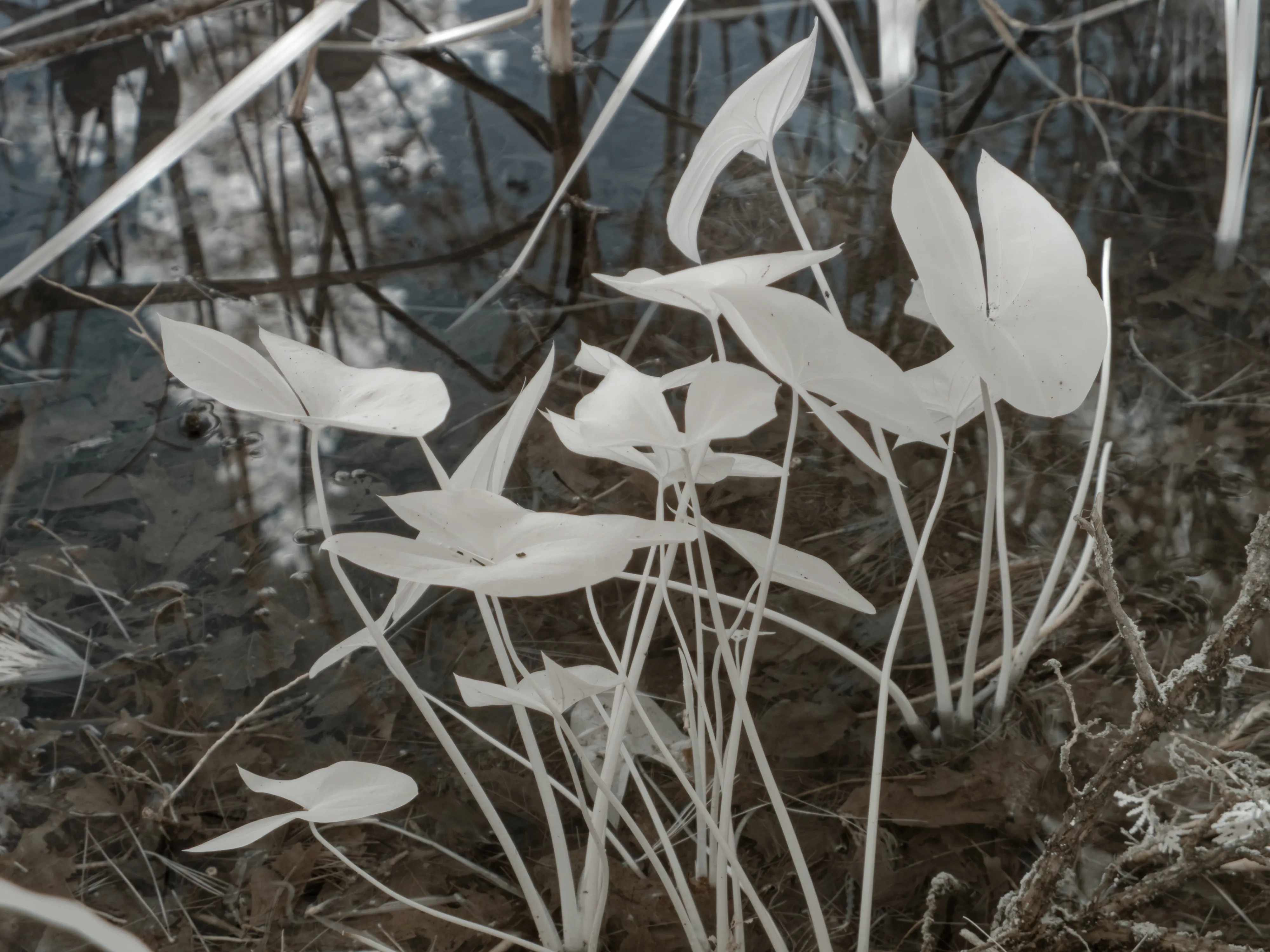 Plants
