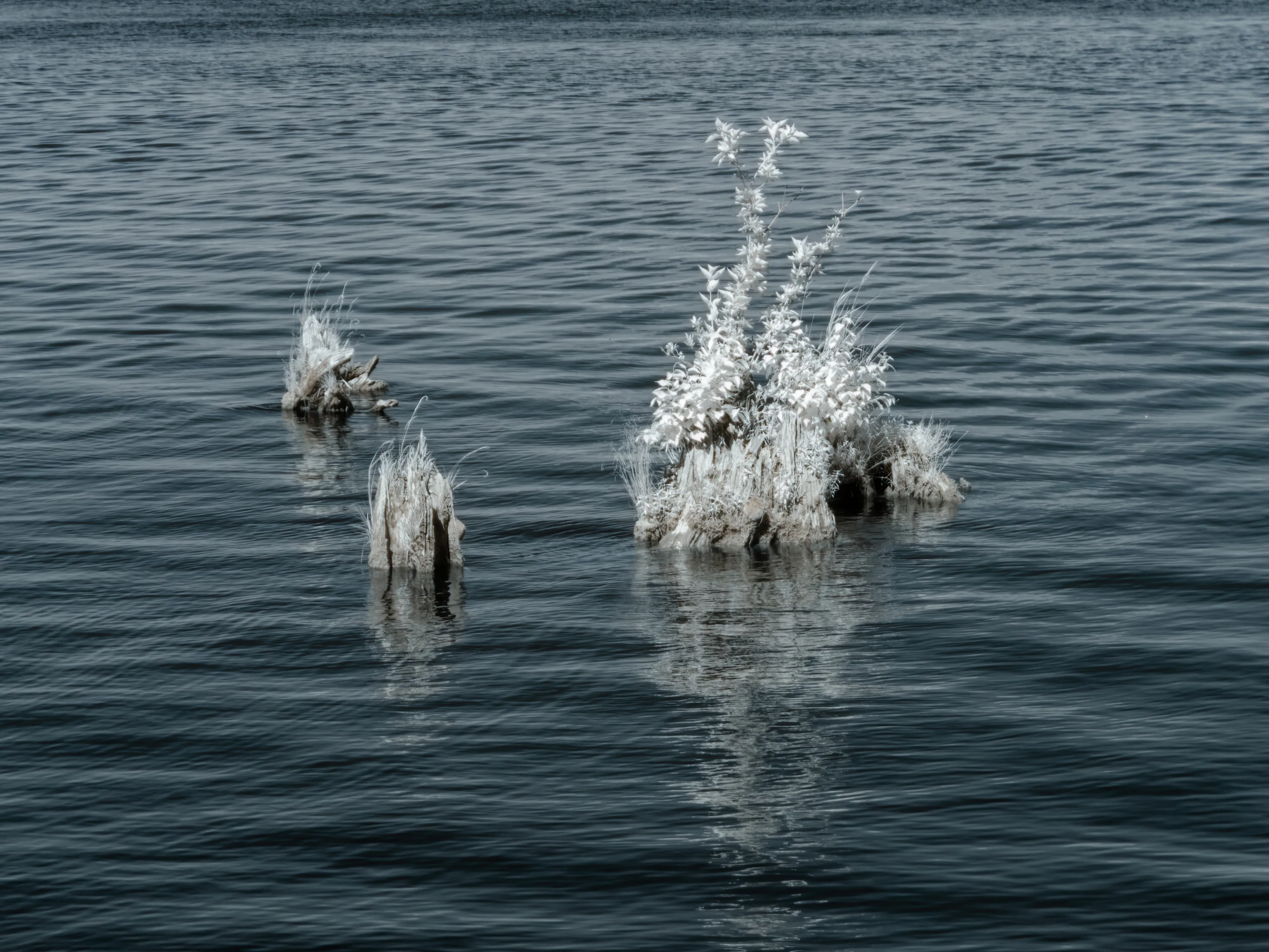 Stump in lake