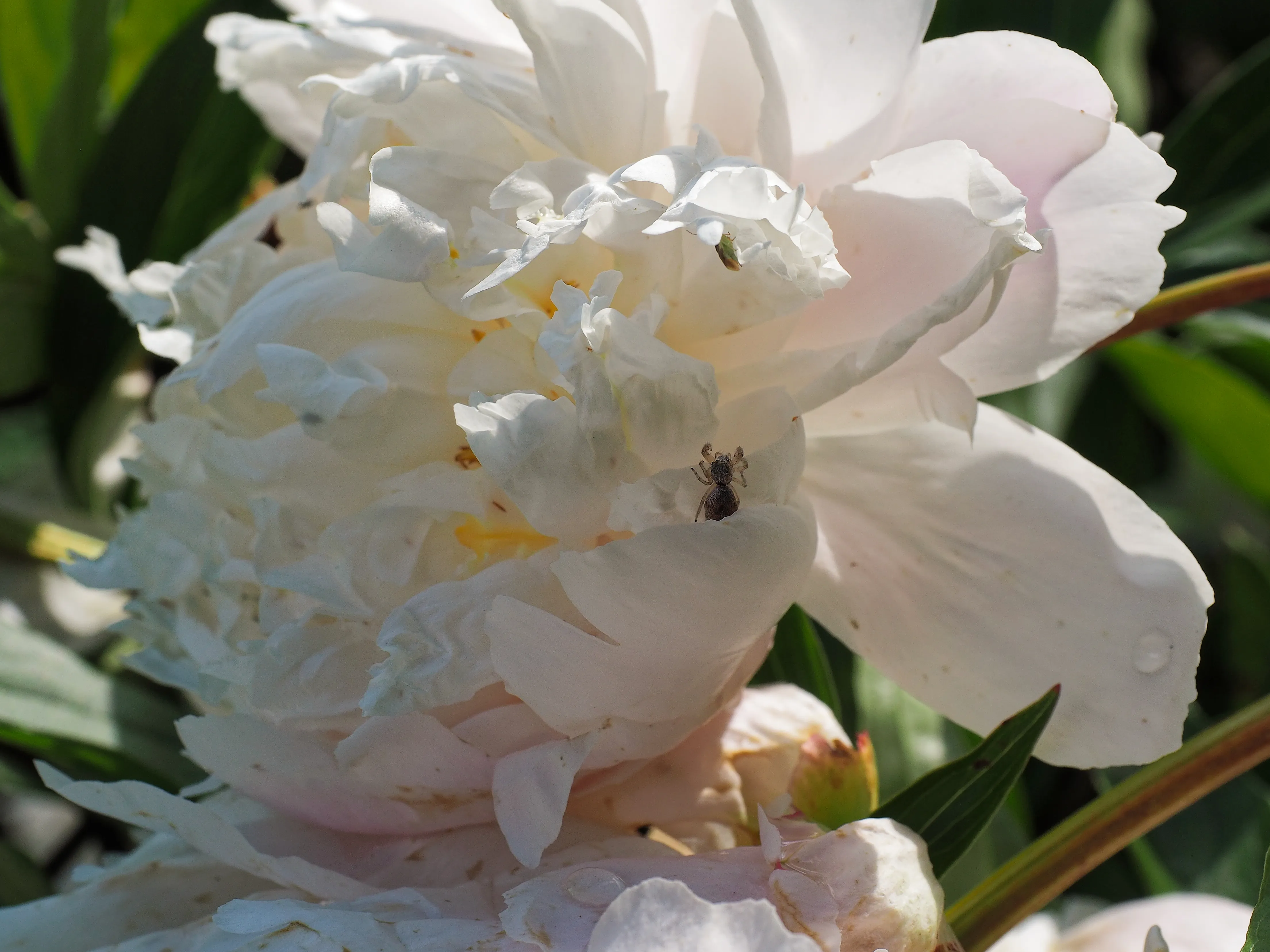 Closeup of white peony