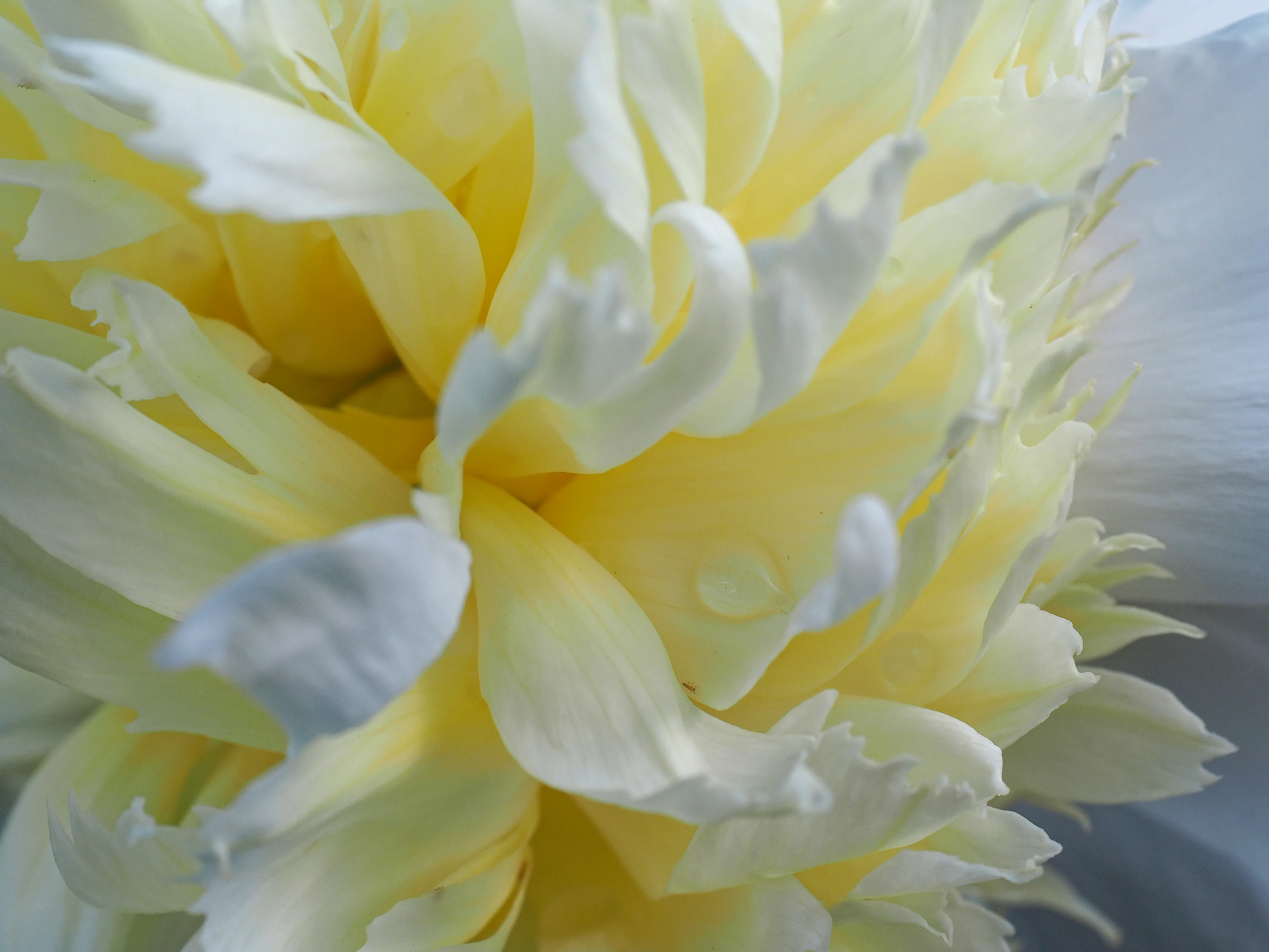 Closeup of white peony