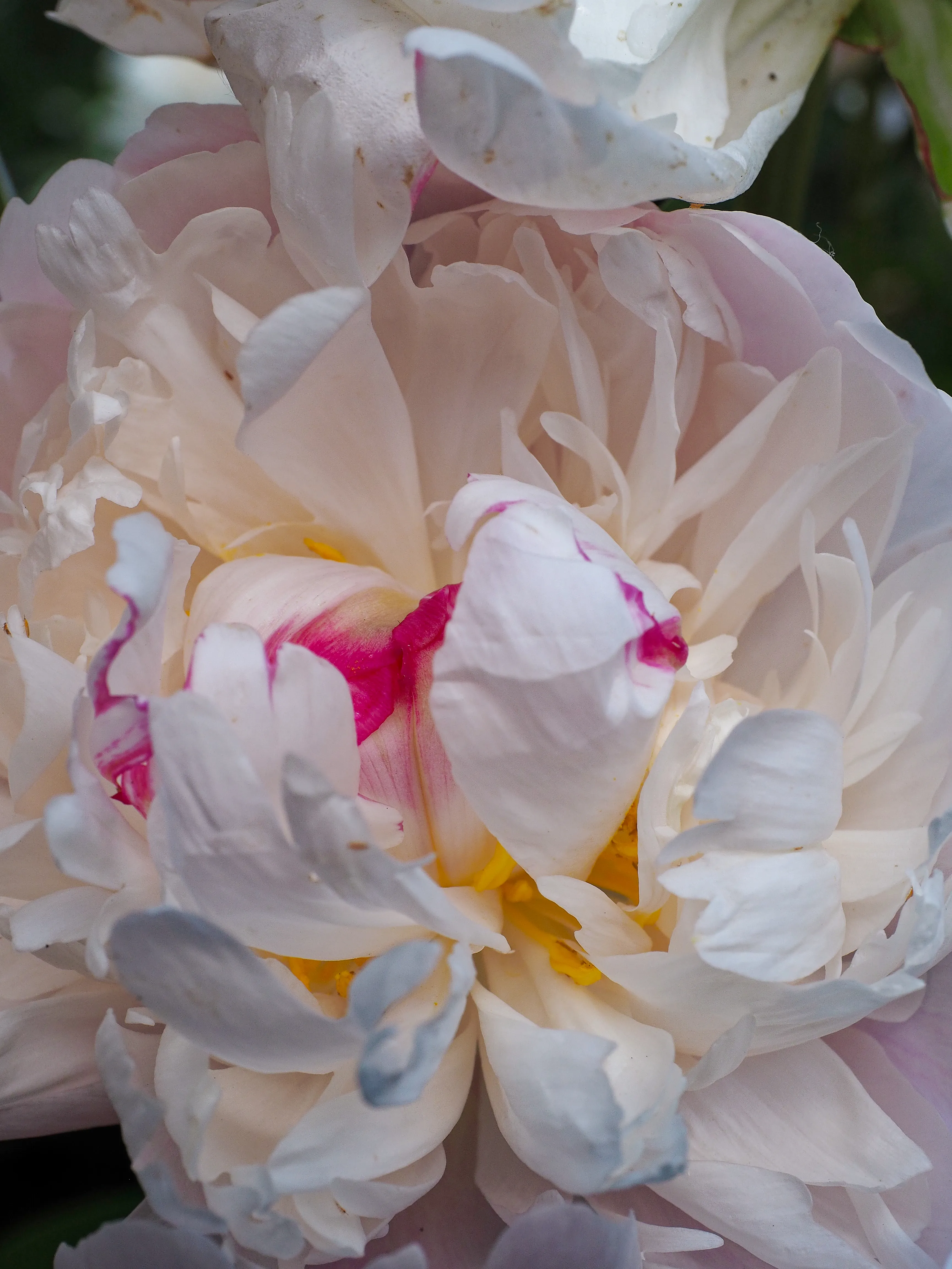 Closeup of white peony