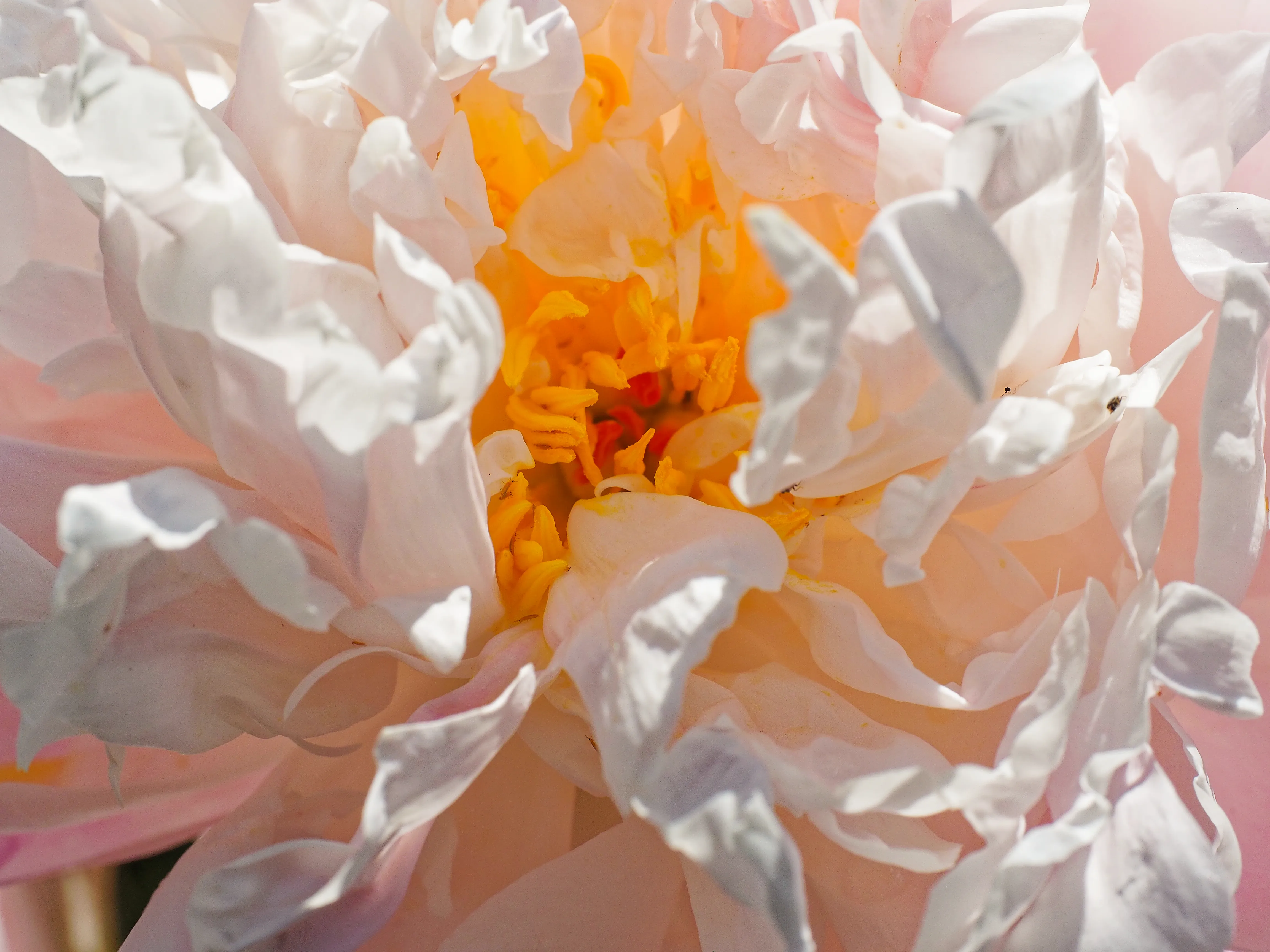 Closeup of white peony