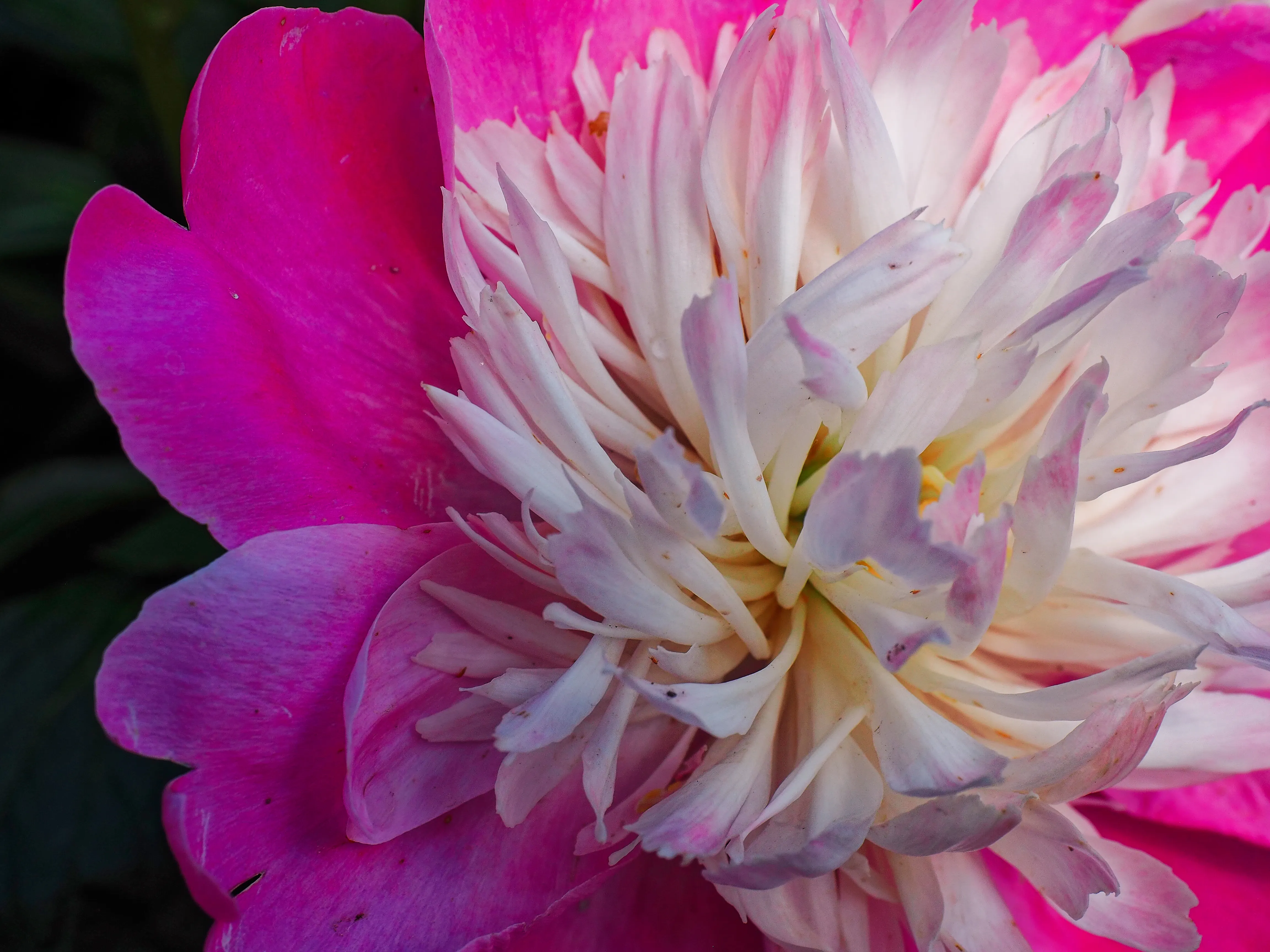Closeup of white peony