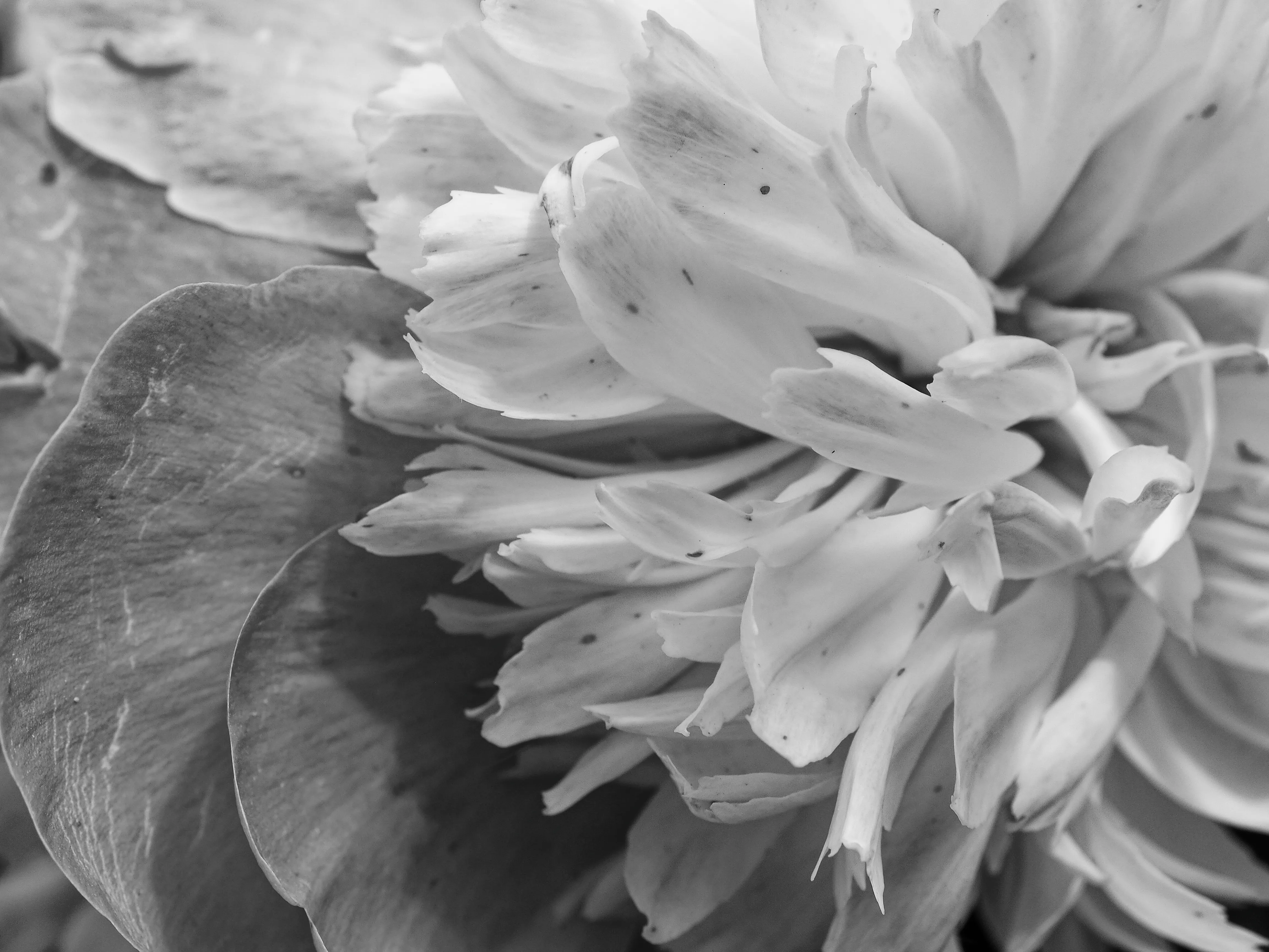 Closeup of white peony