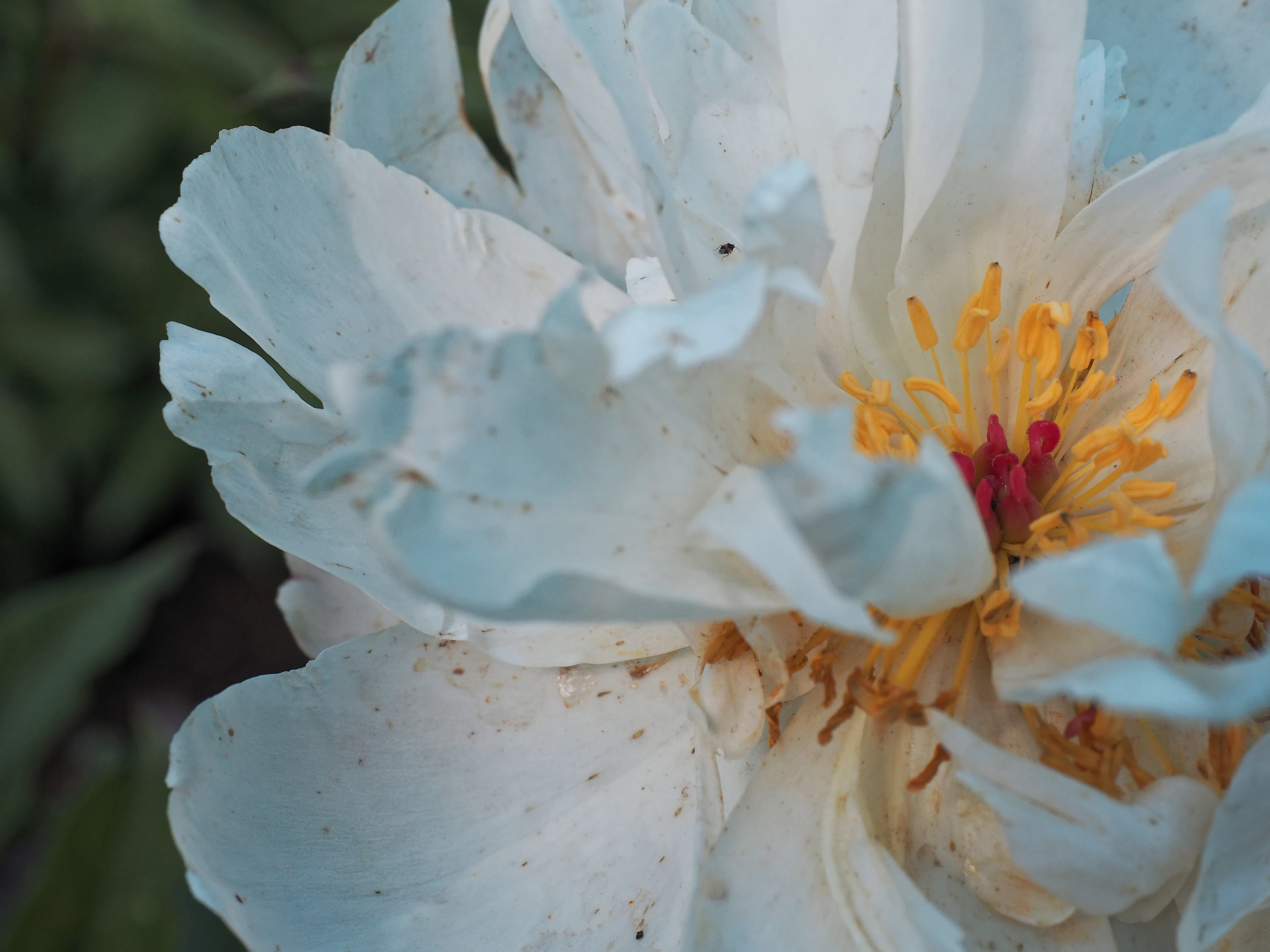 Closeup of white peony