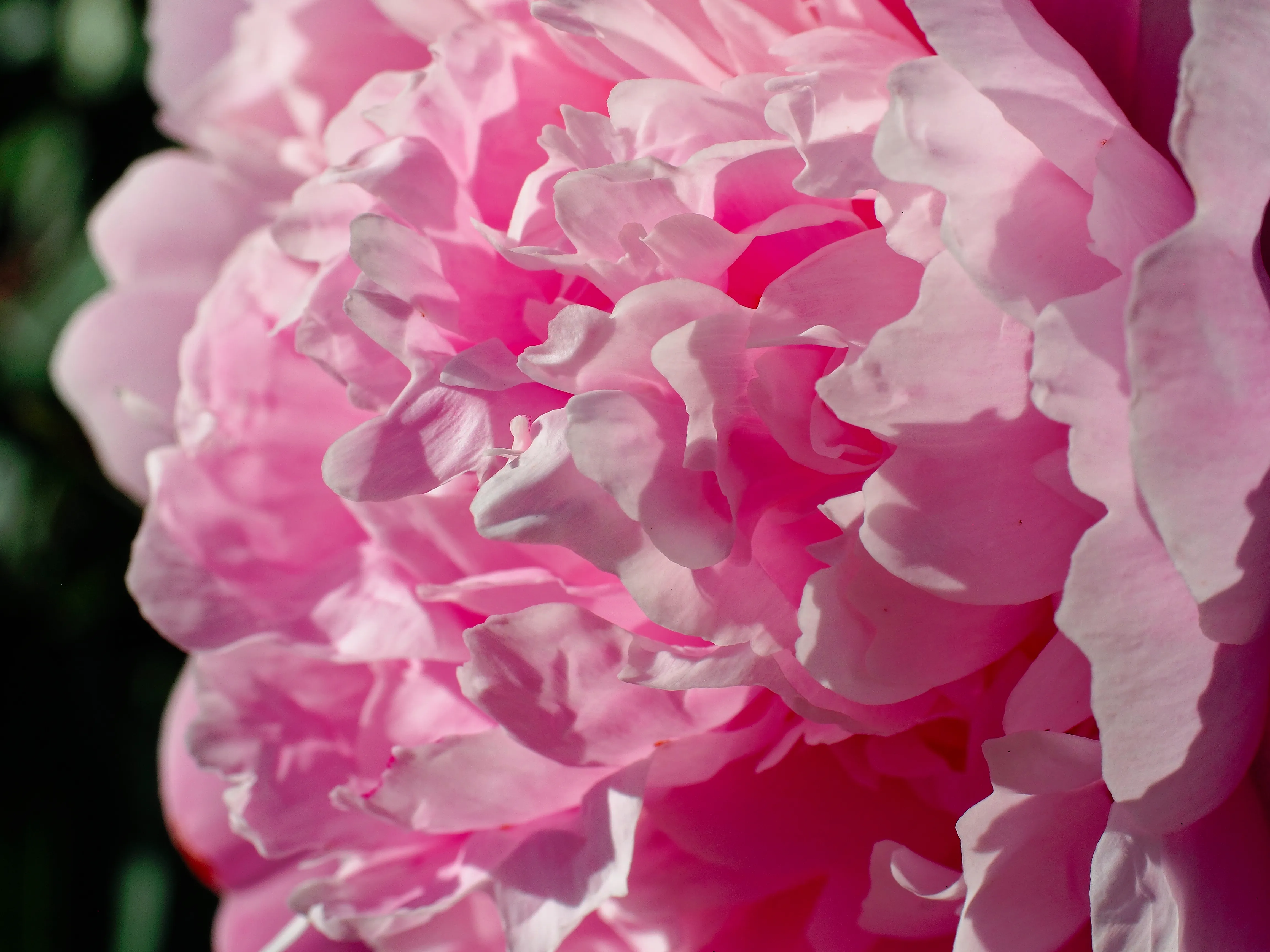 Closeup of white peony