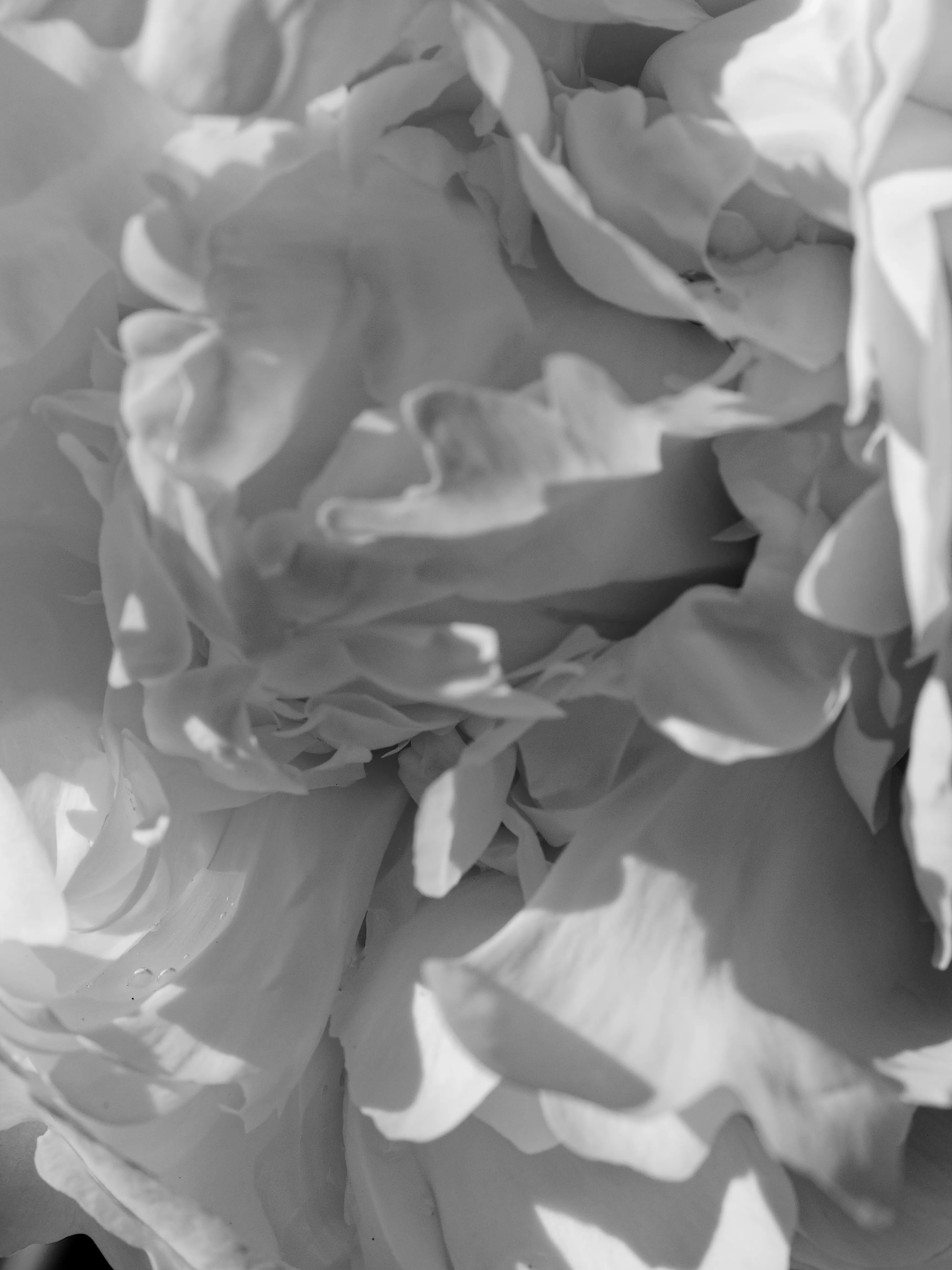 Closeup of white peony