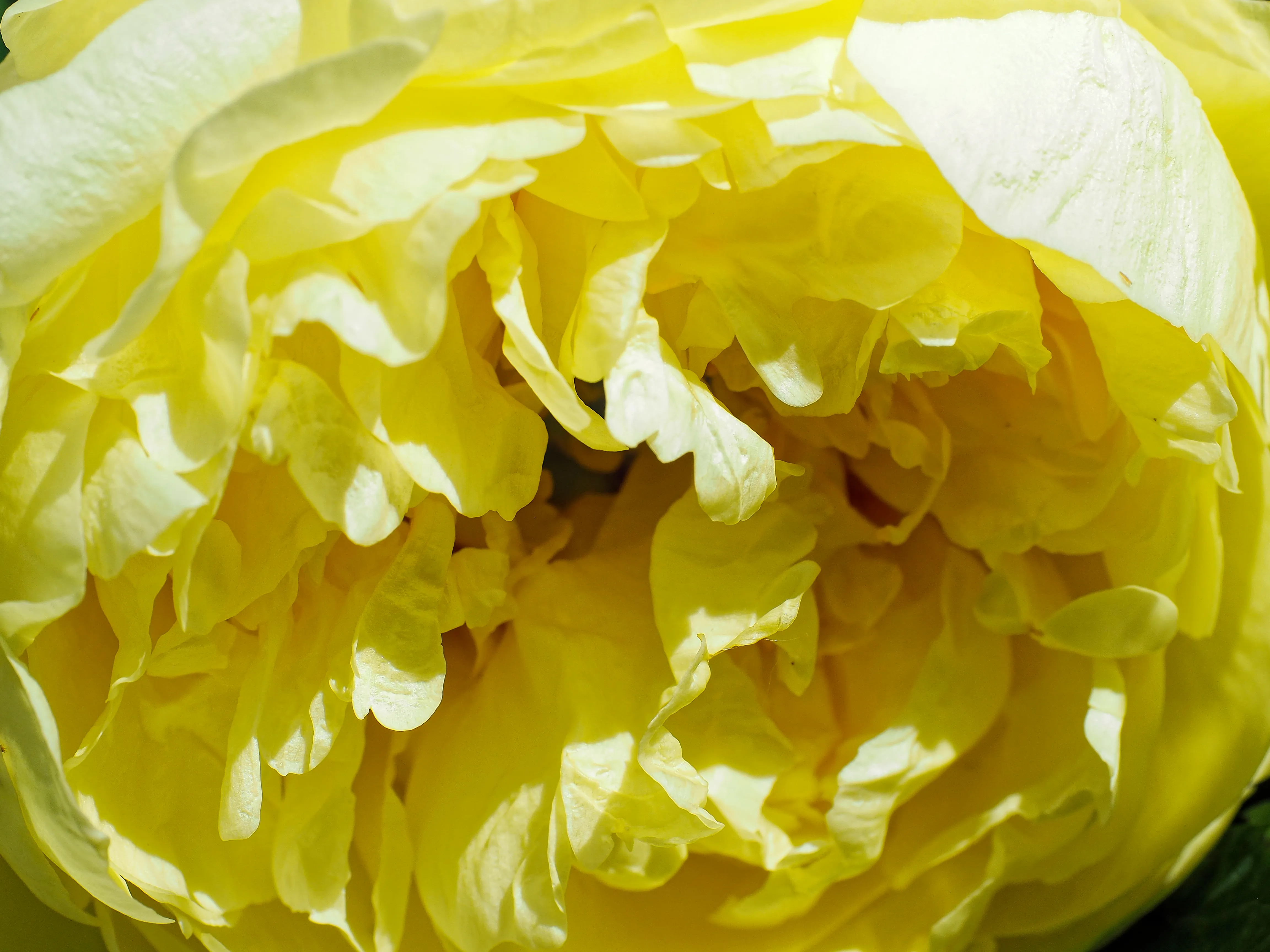 Closeup of white peony
