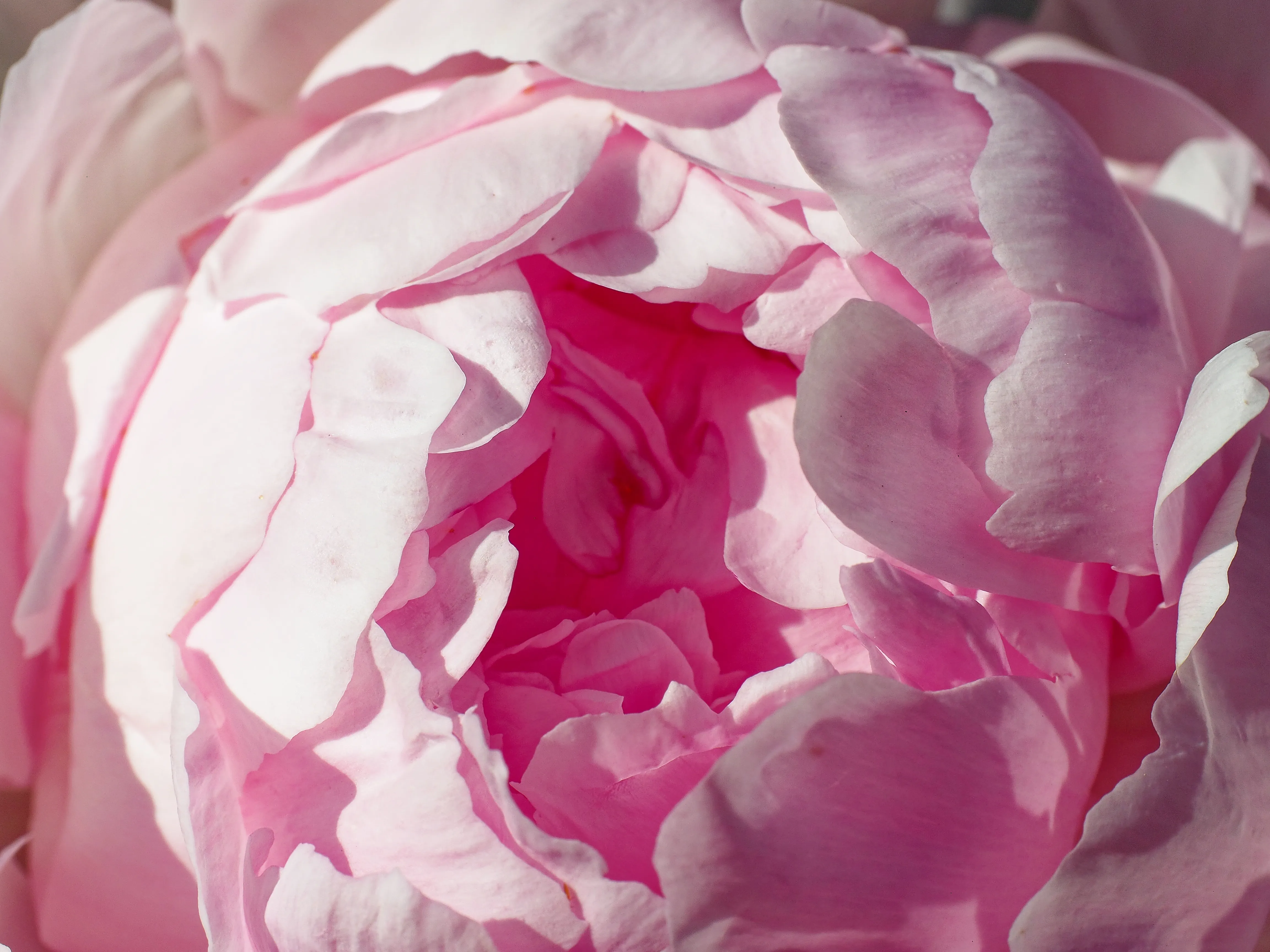 Closeup of white peony