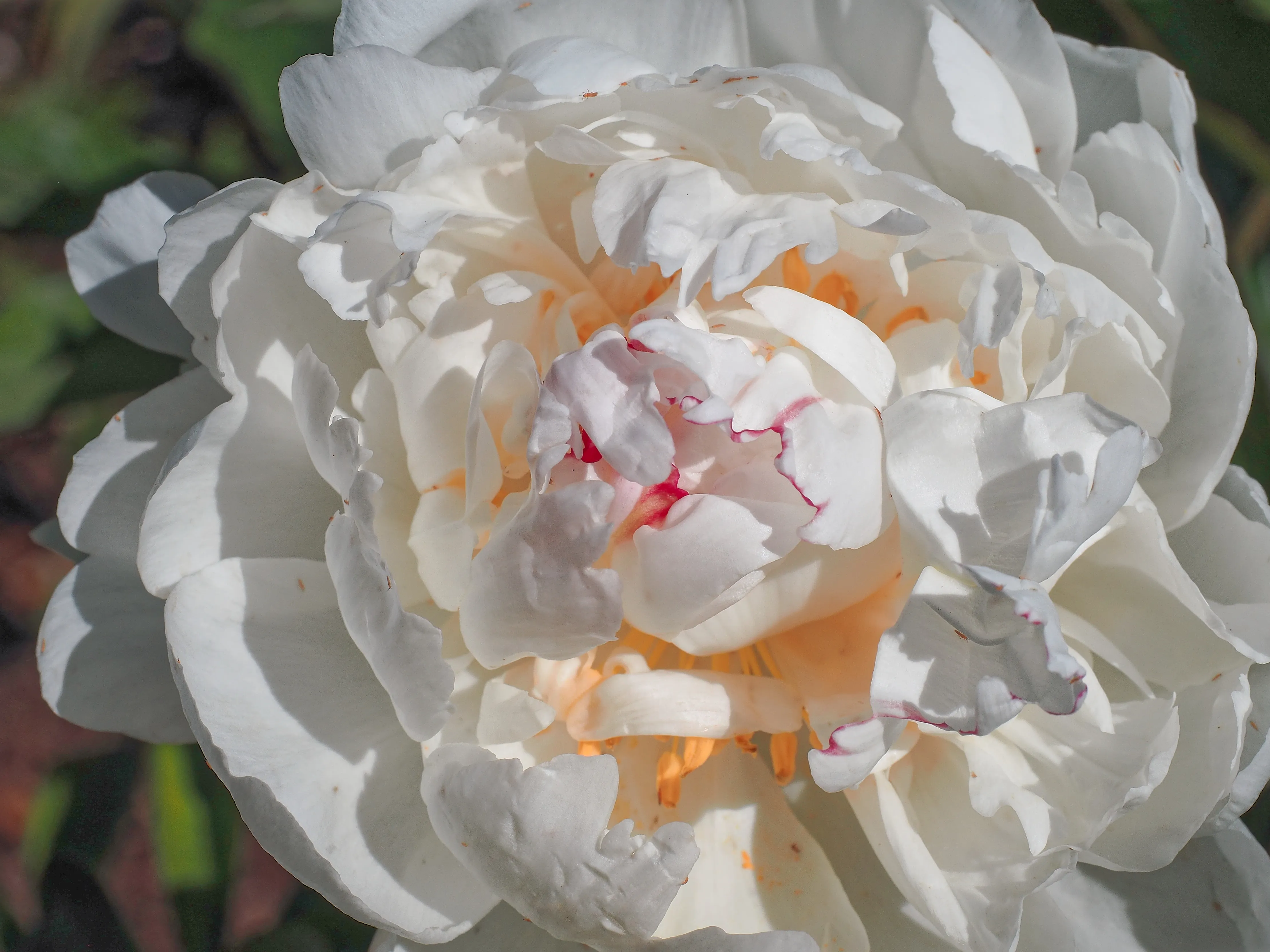 Closeup of white peony