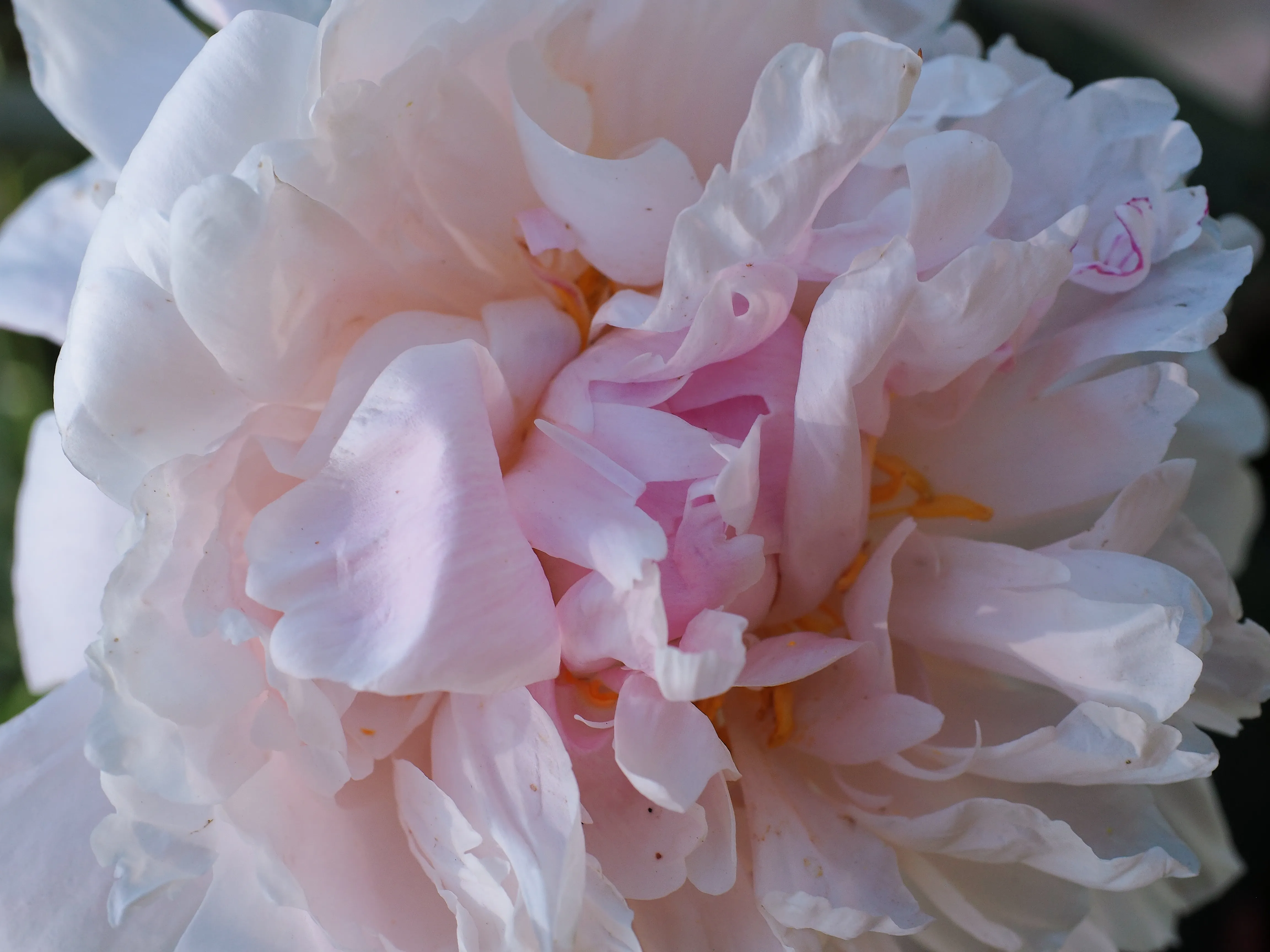 Closeup of white peony