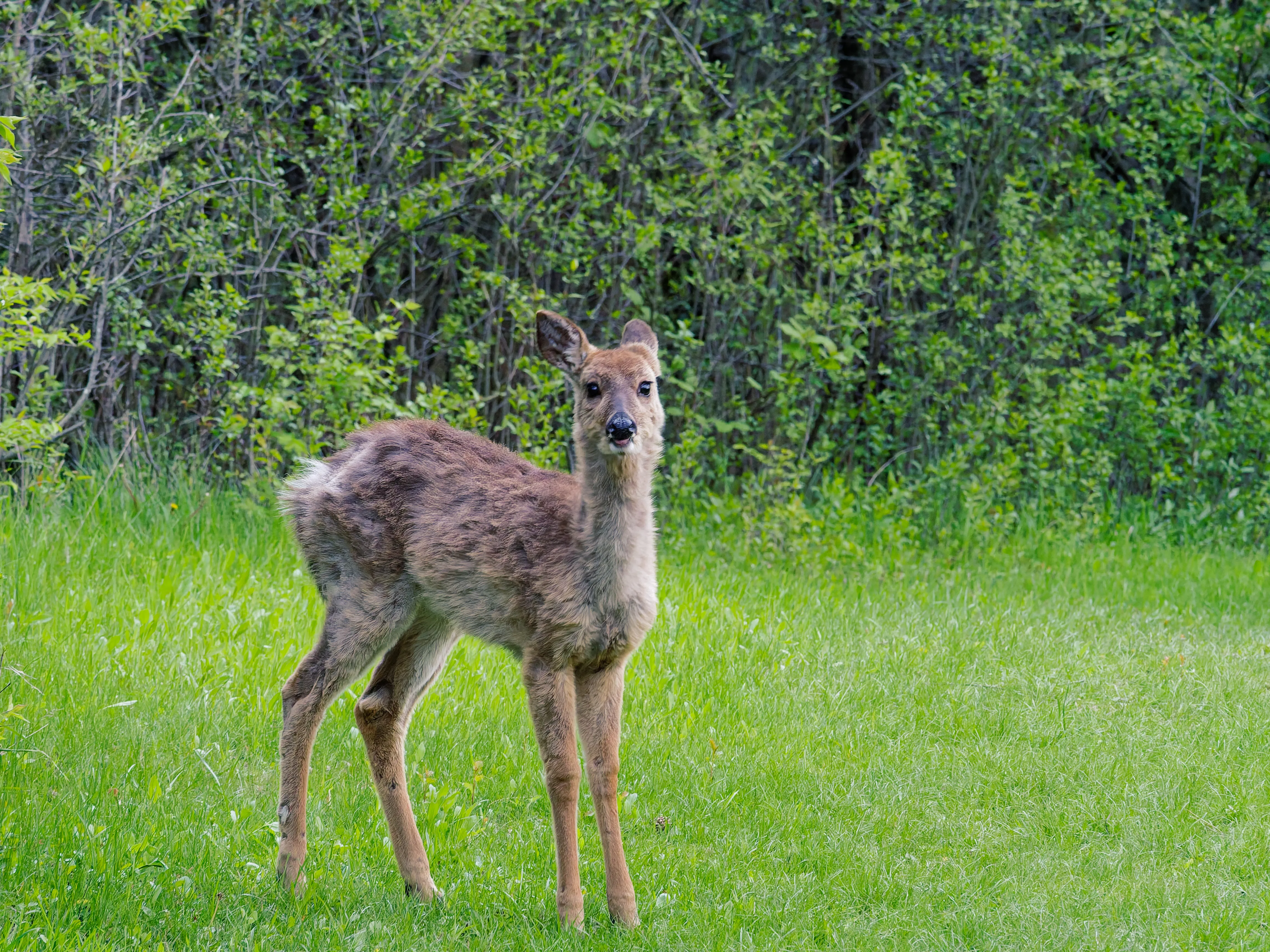 Deer