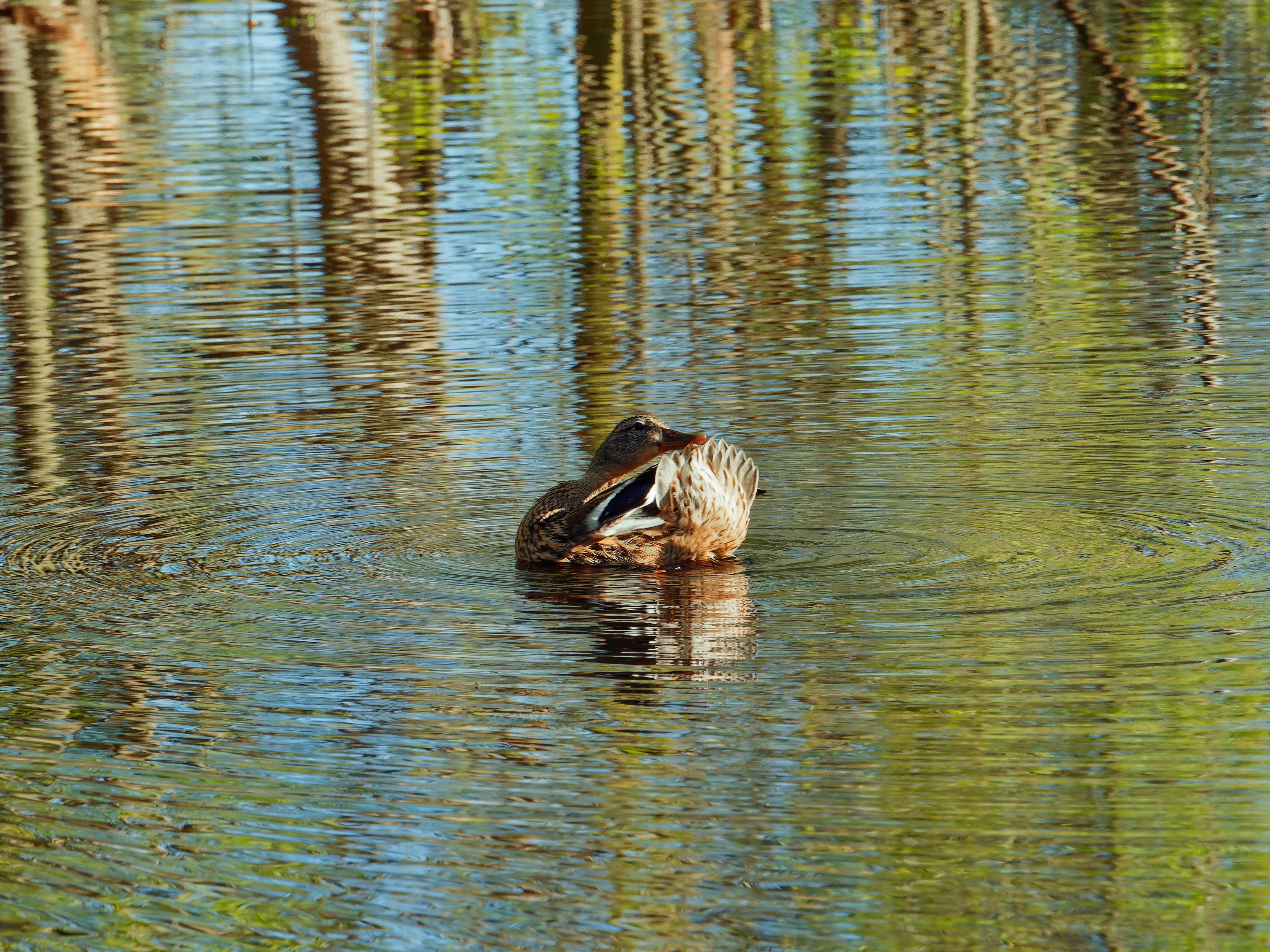 Duck