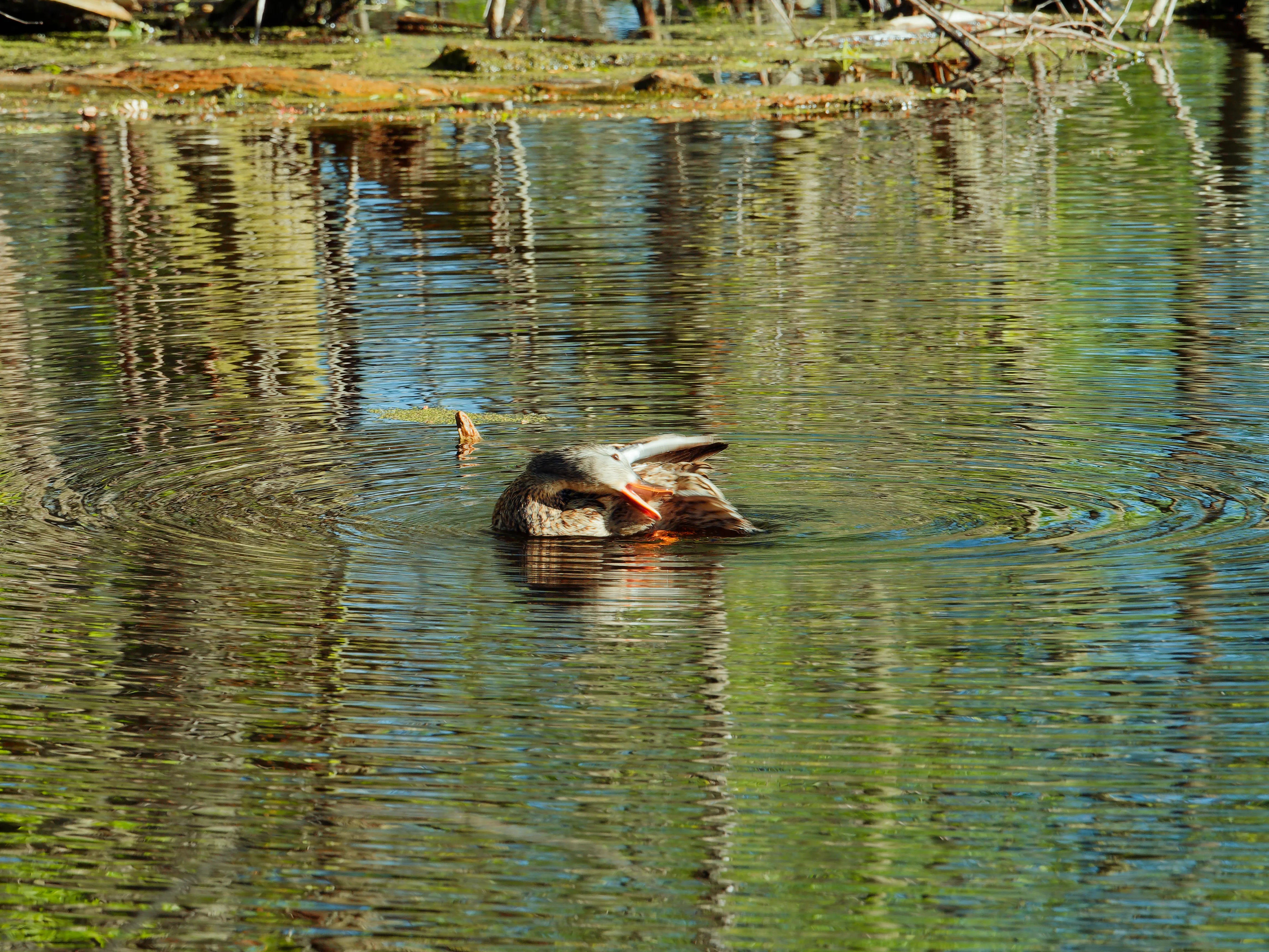 Duck