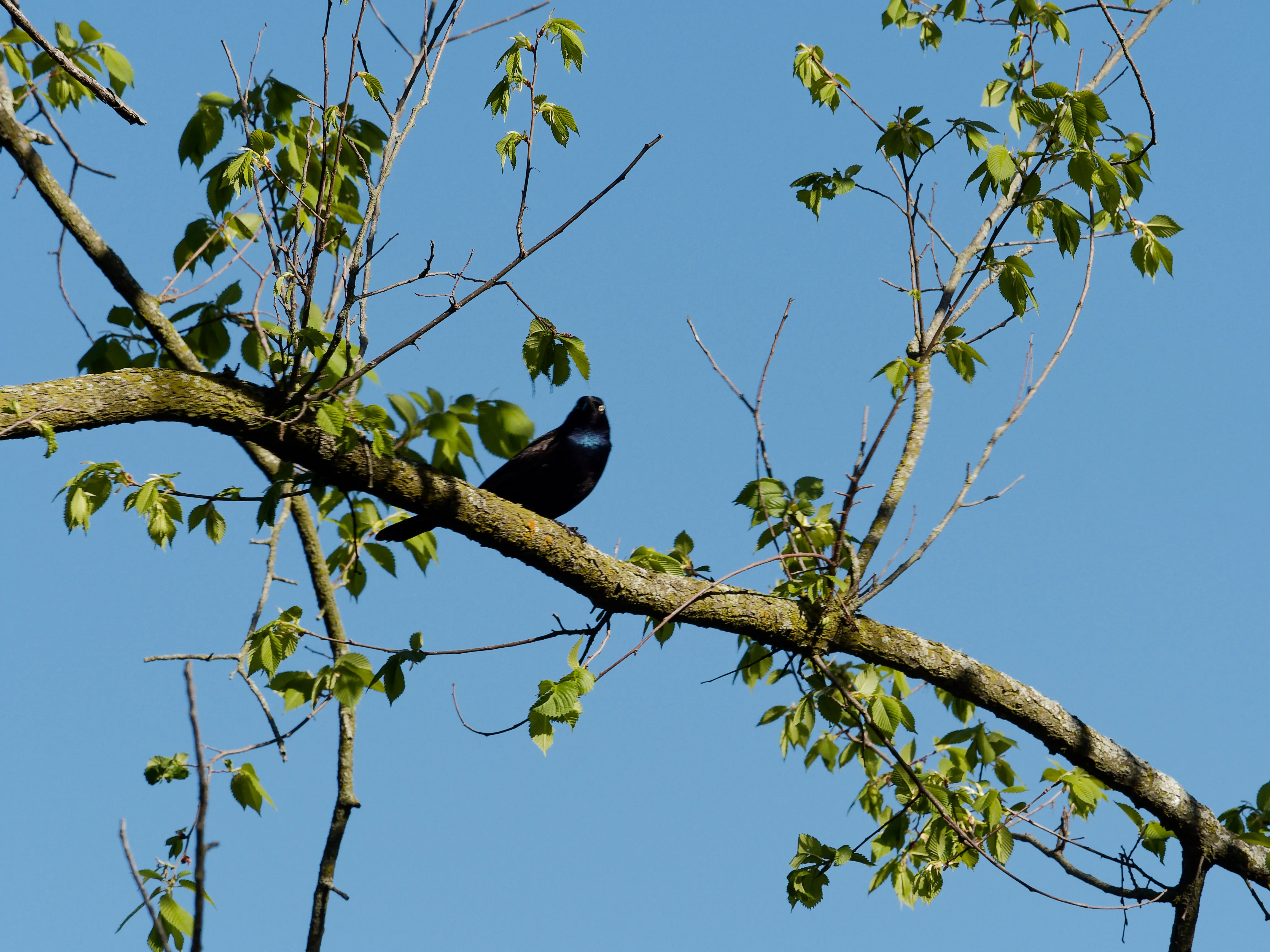 bird