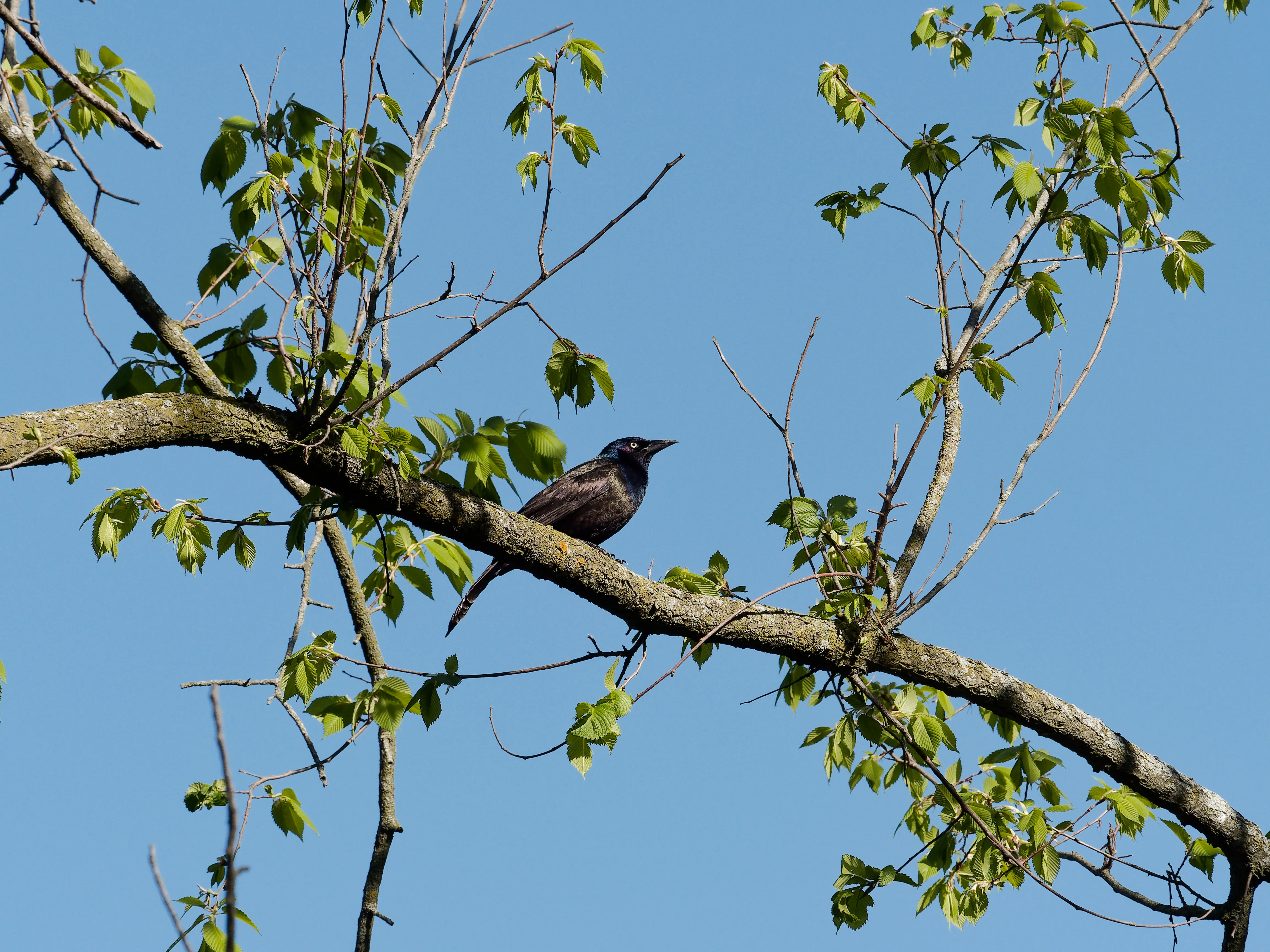 bird