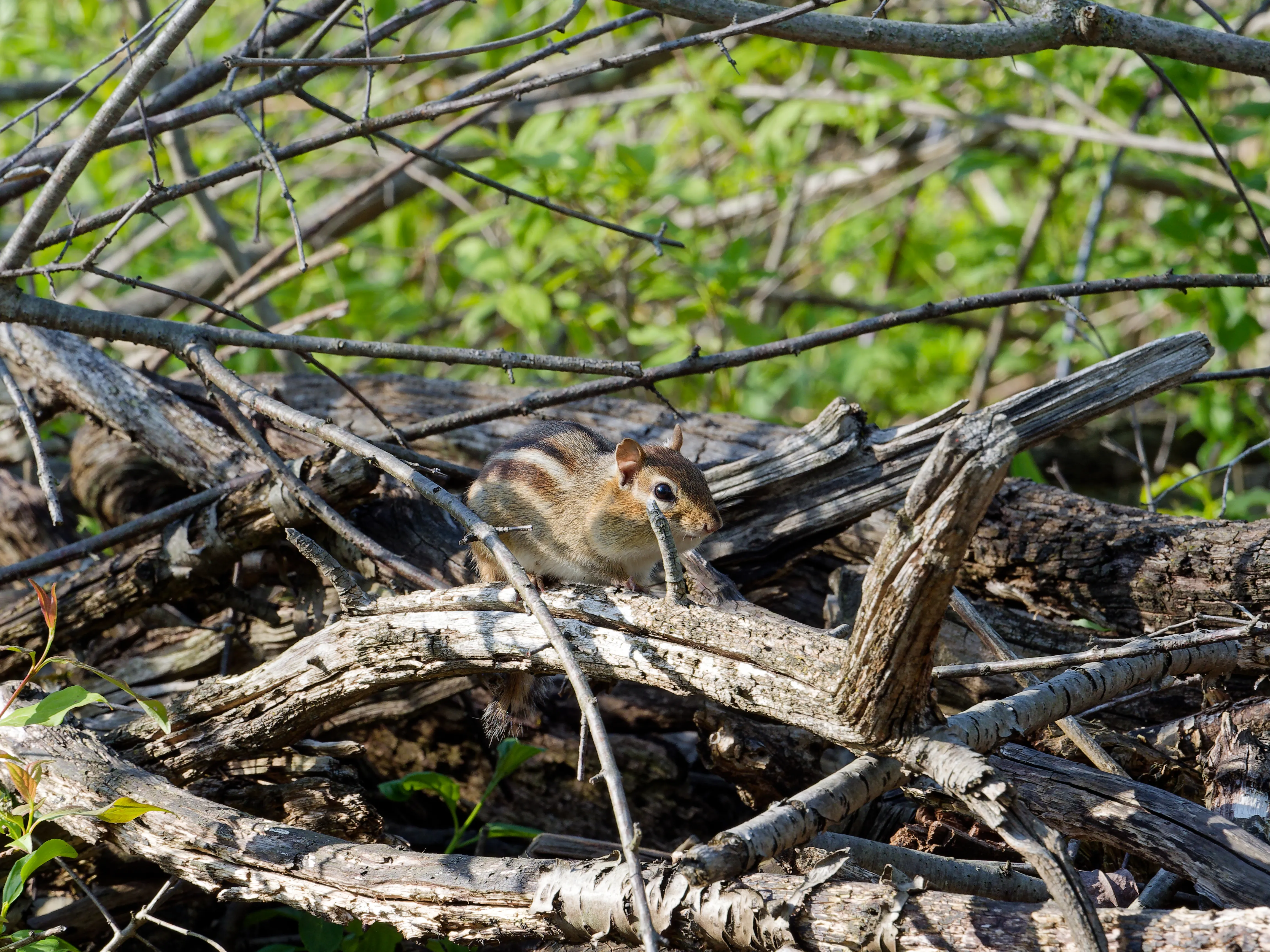 chipmunk