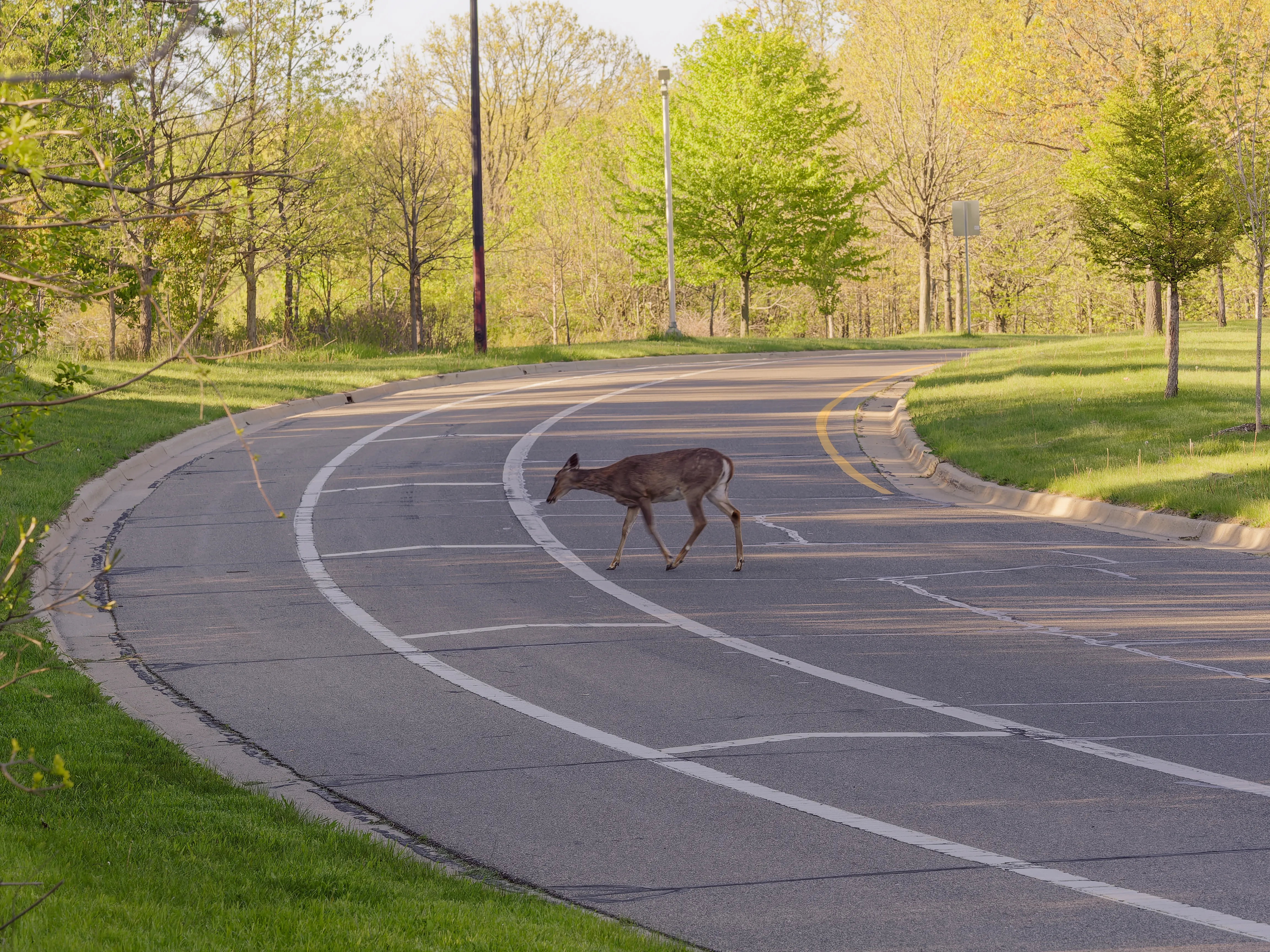 deer