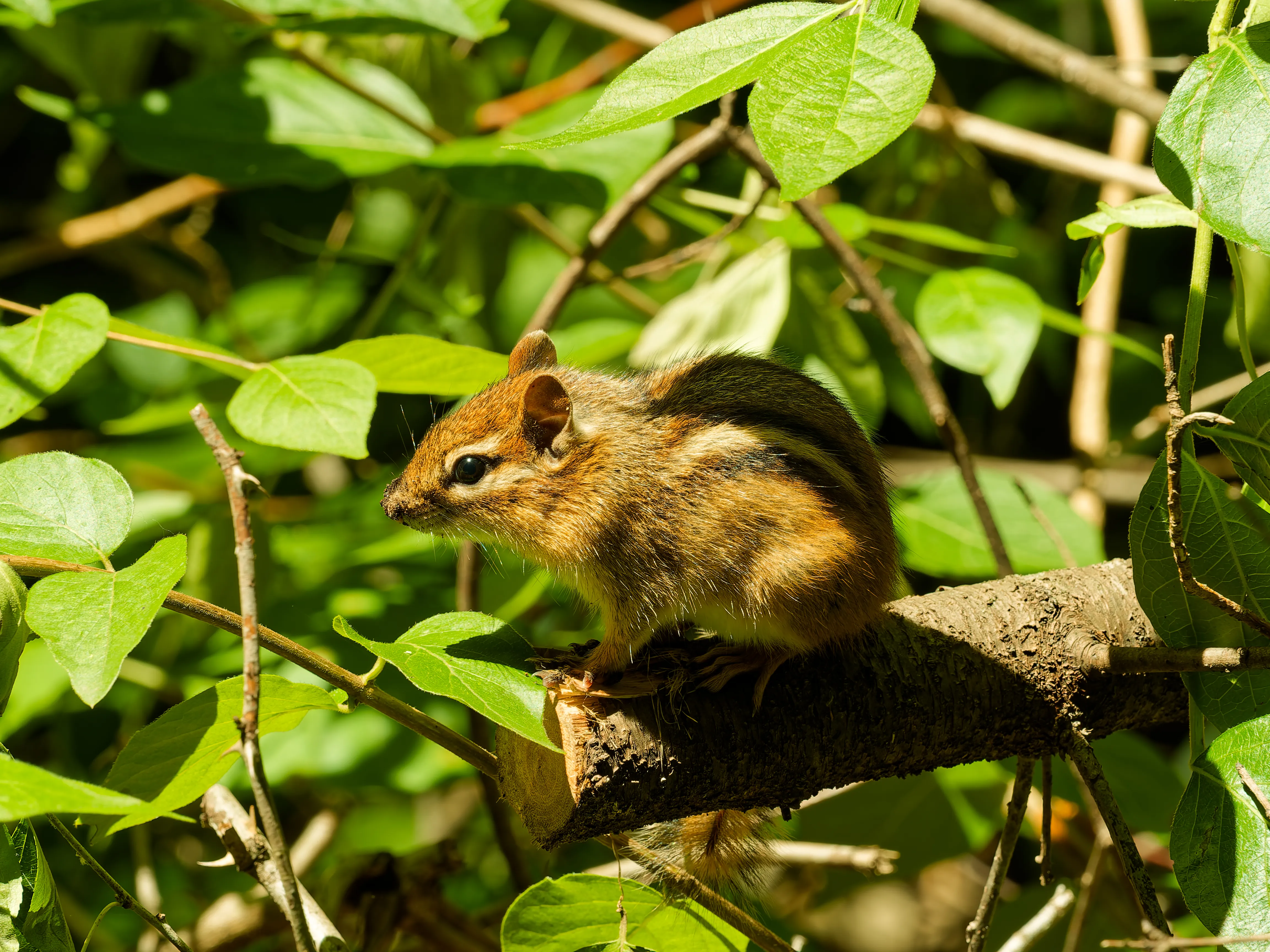 chipmunk