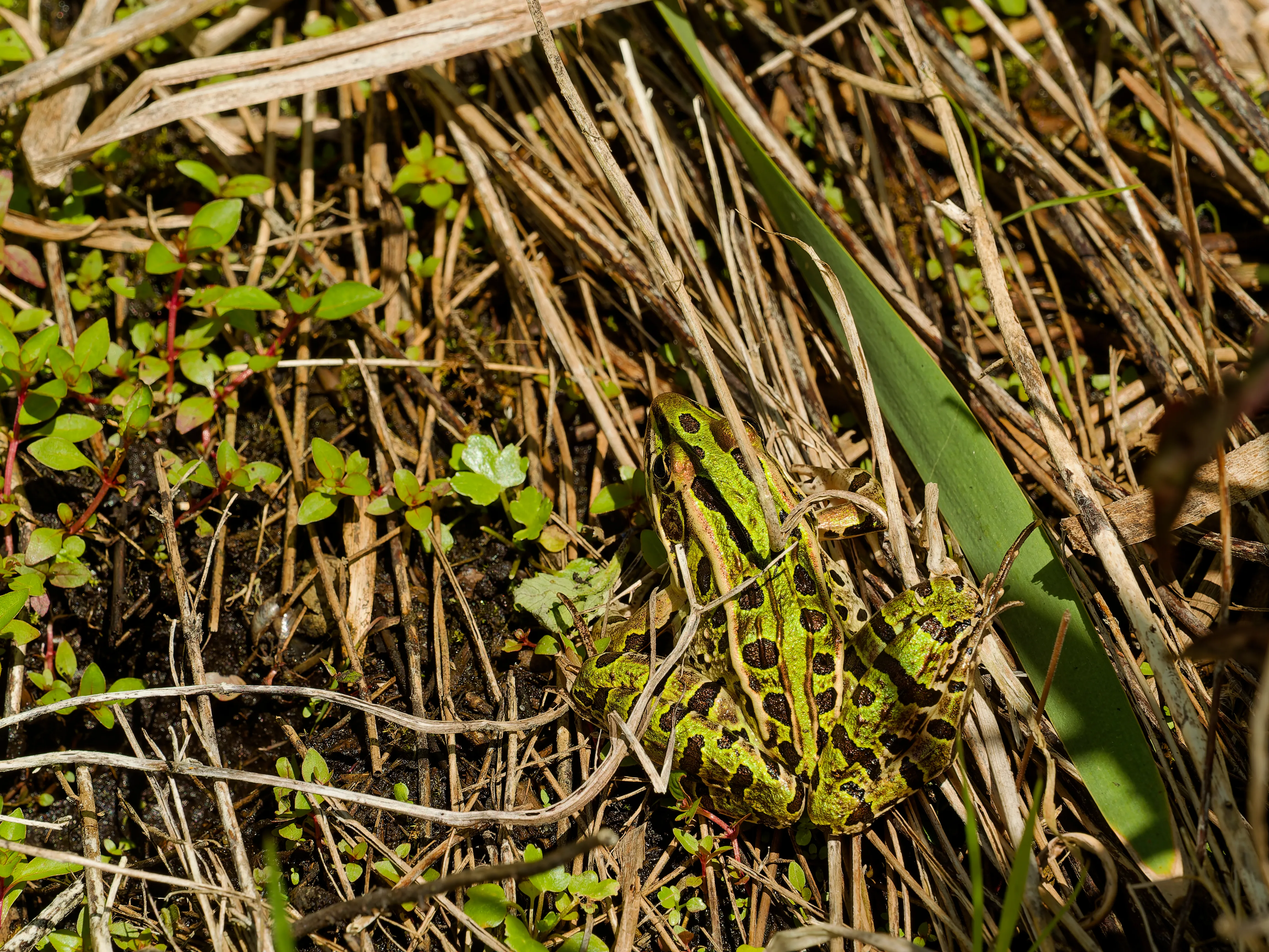frog