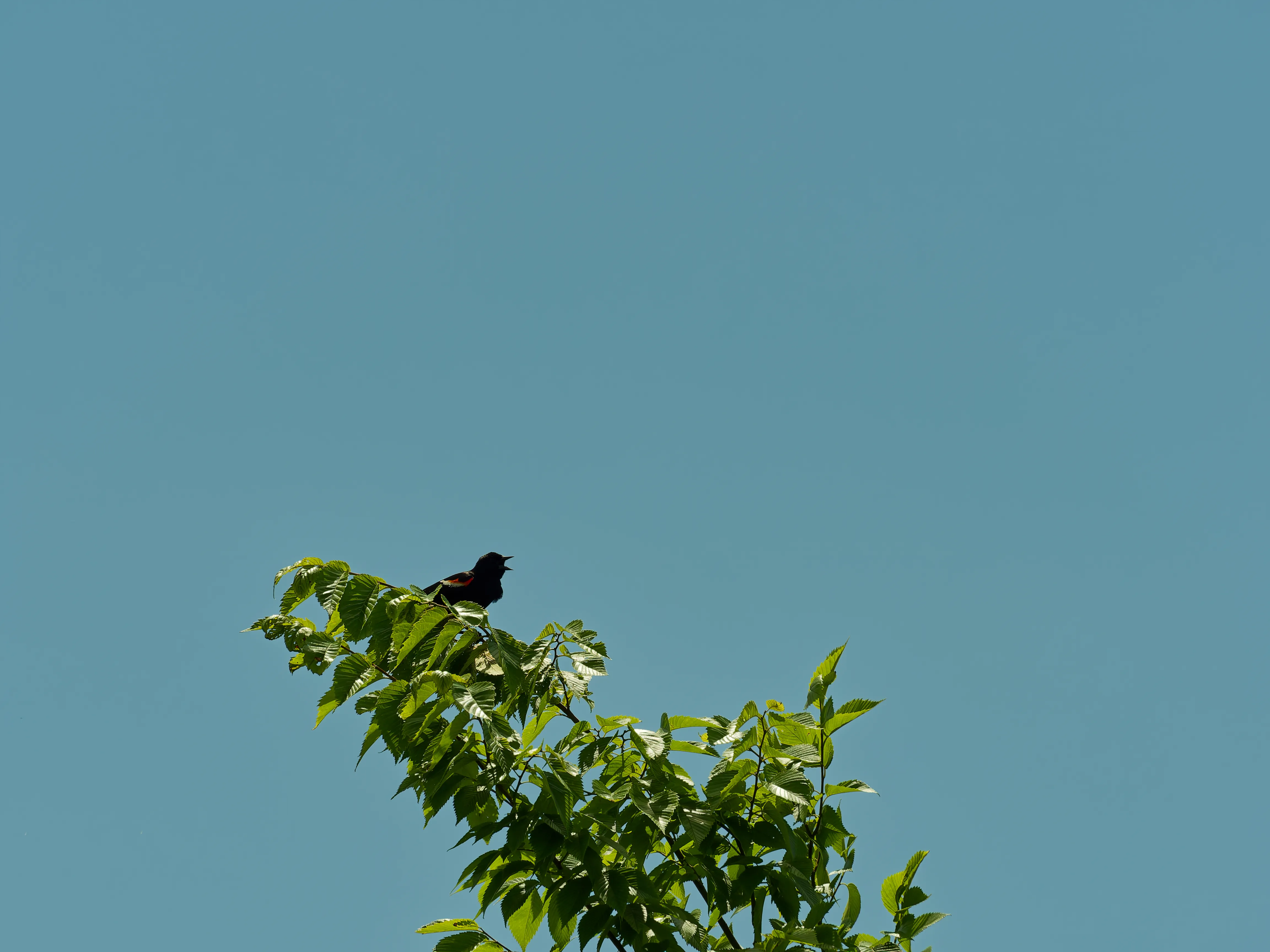bird