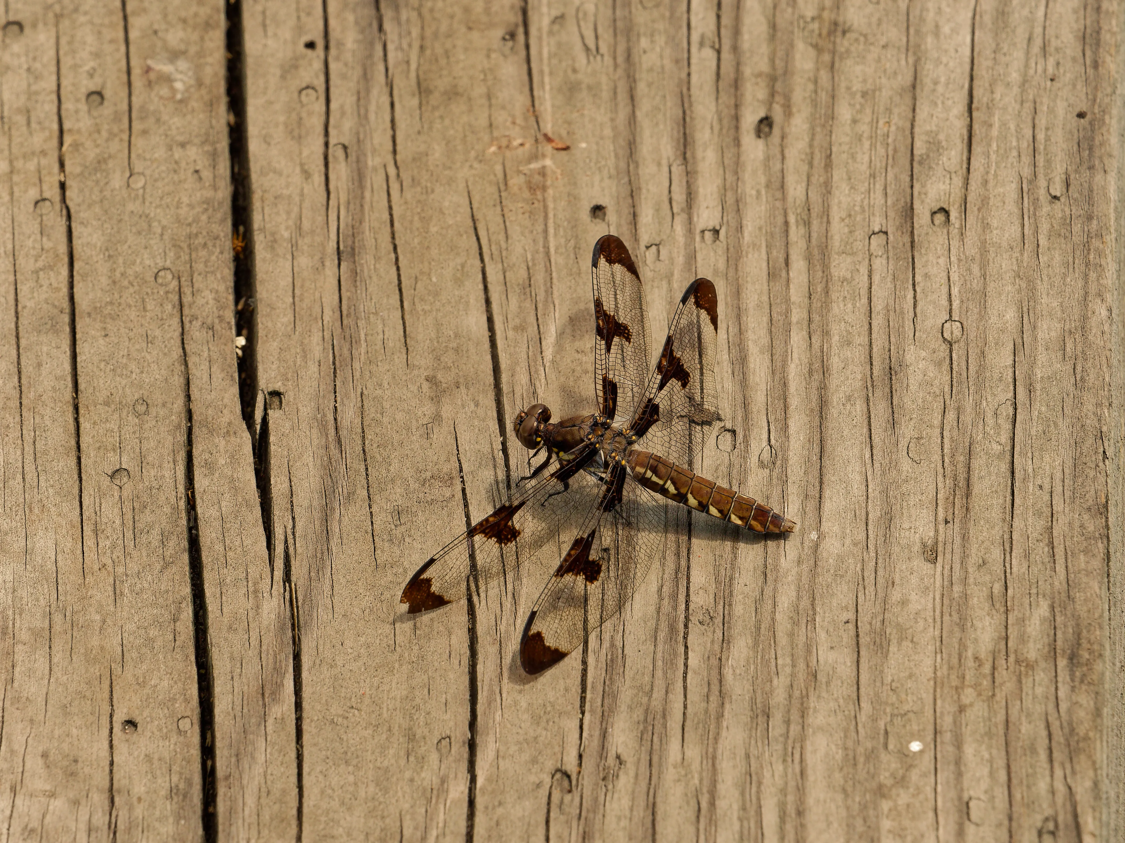 dragonfly
