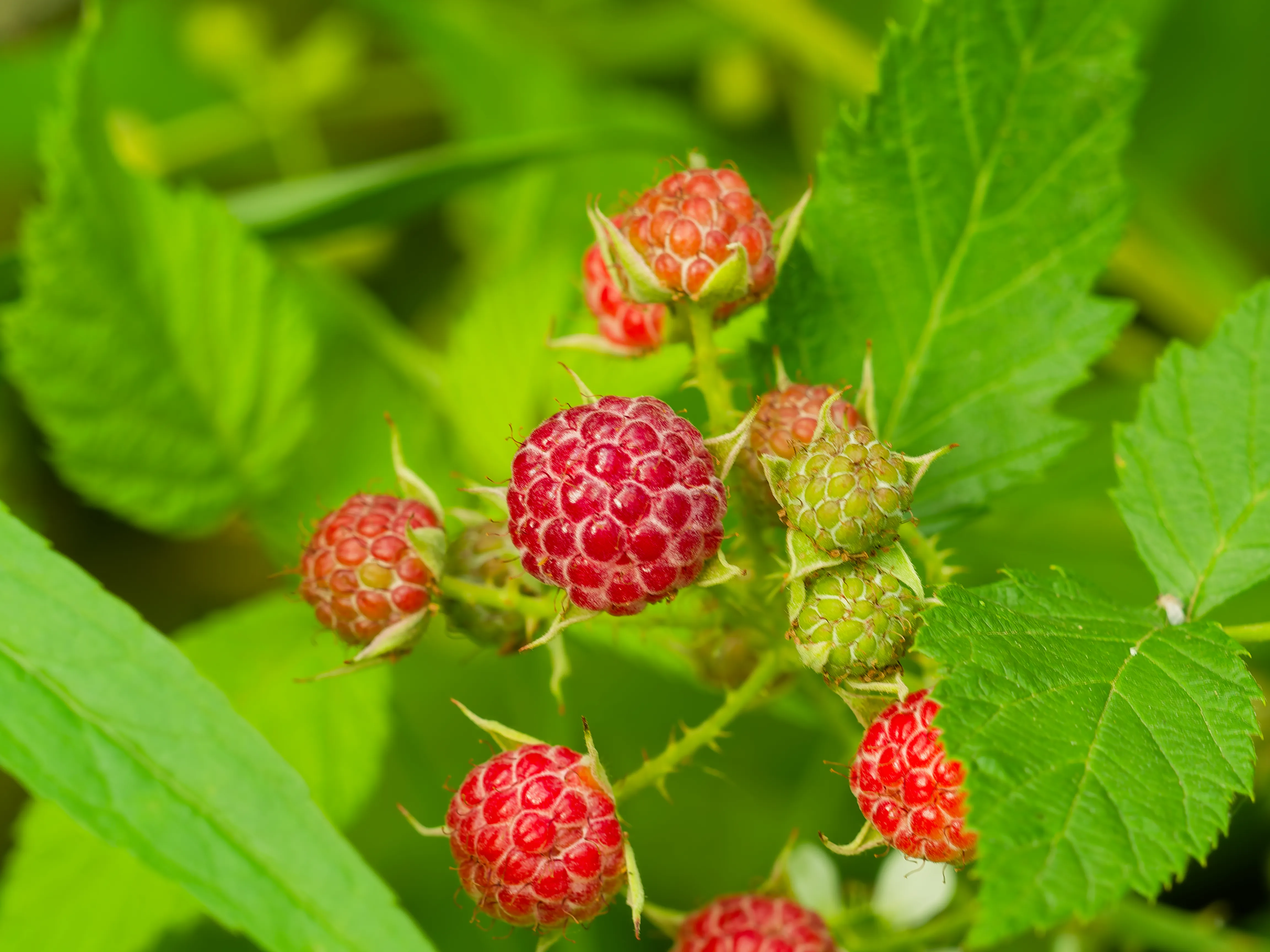 raspberries