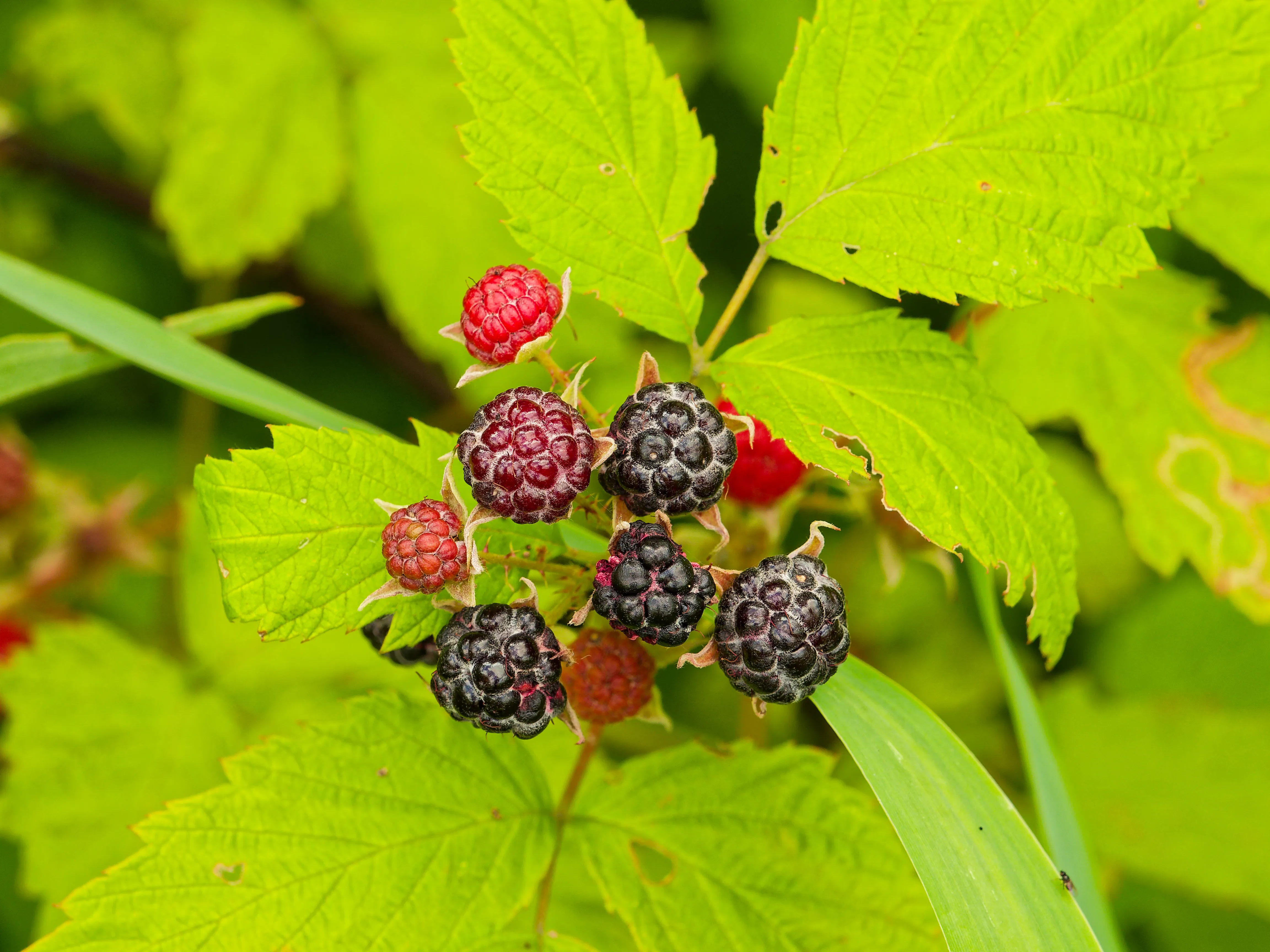 raspberries