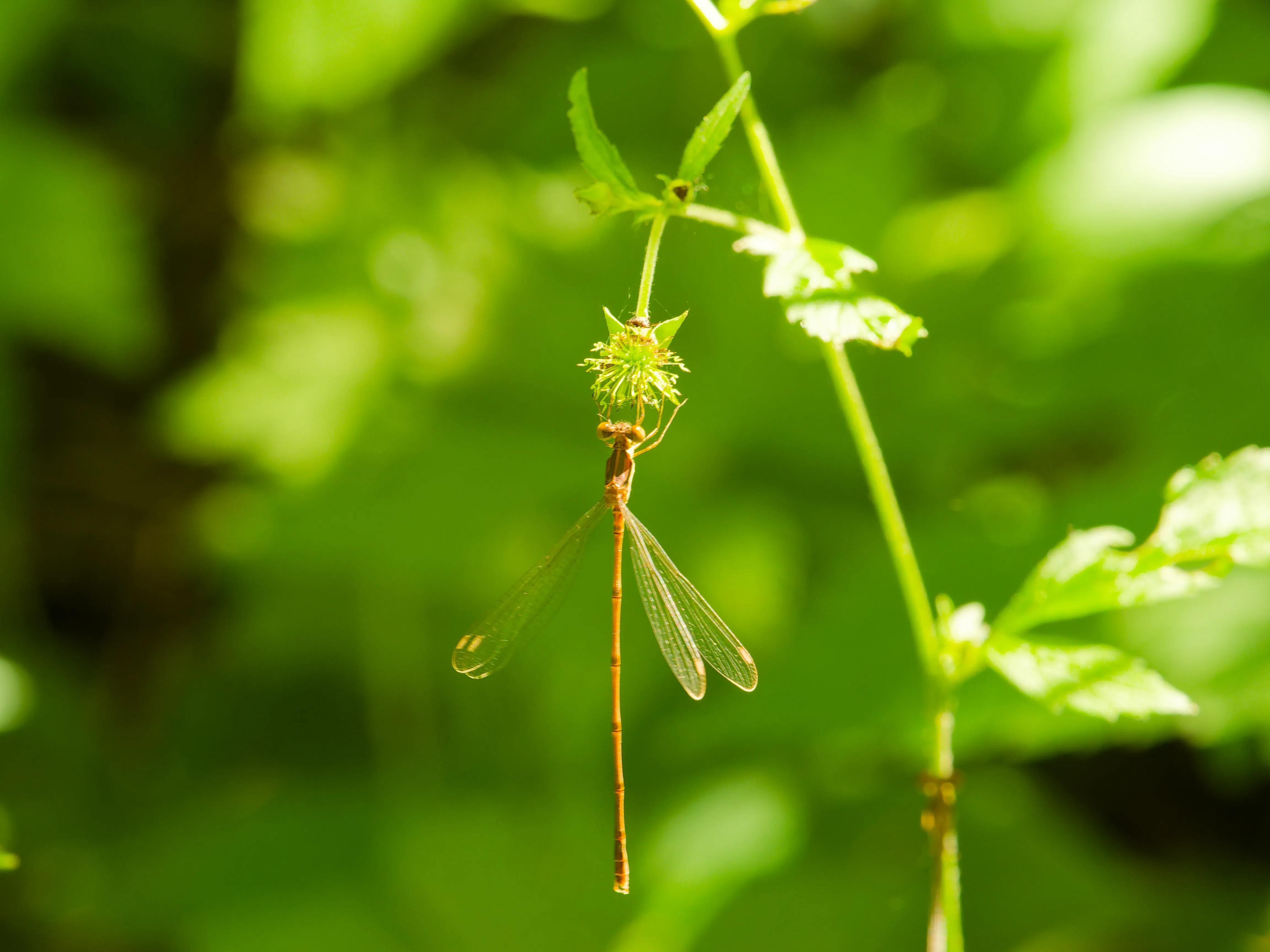 dragonfly