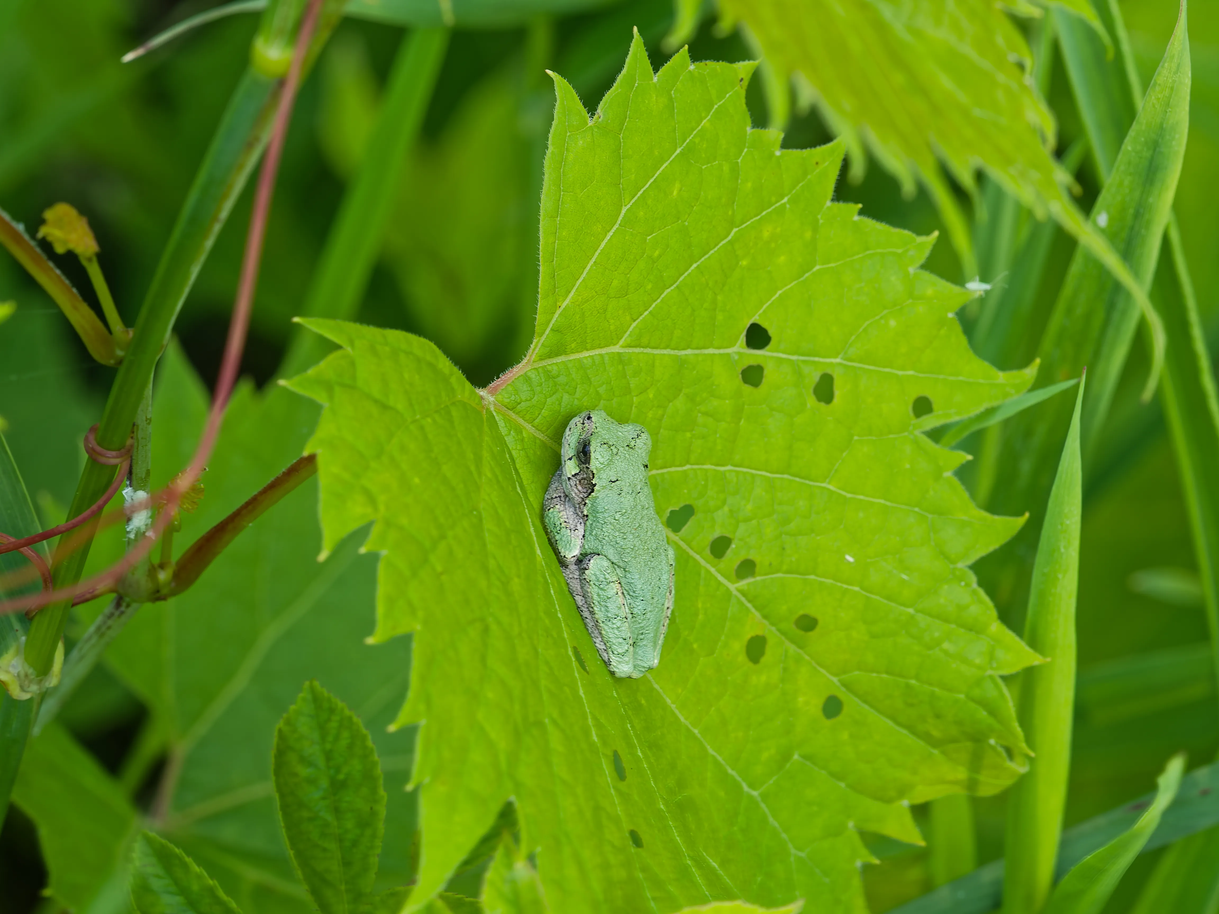 tree frog