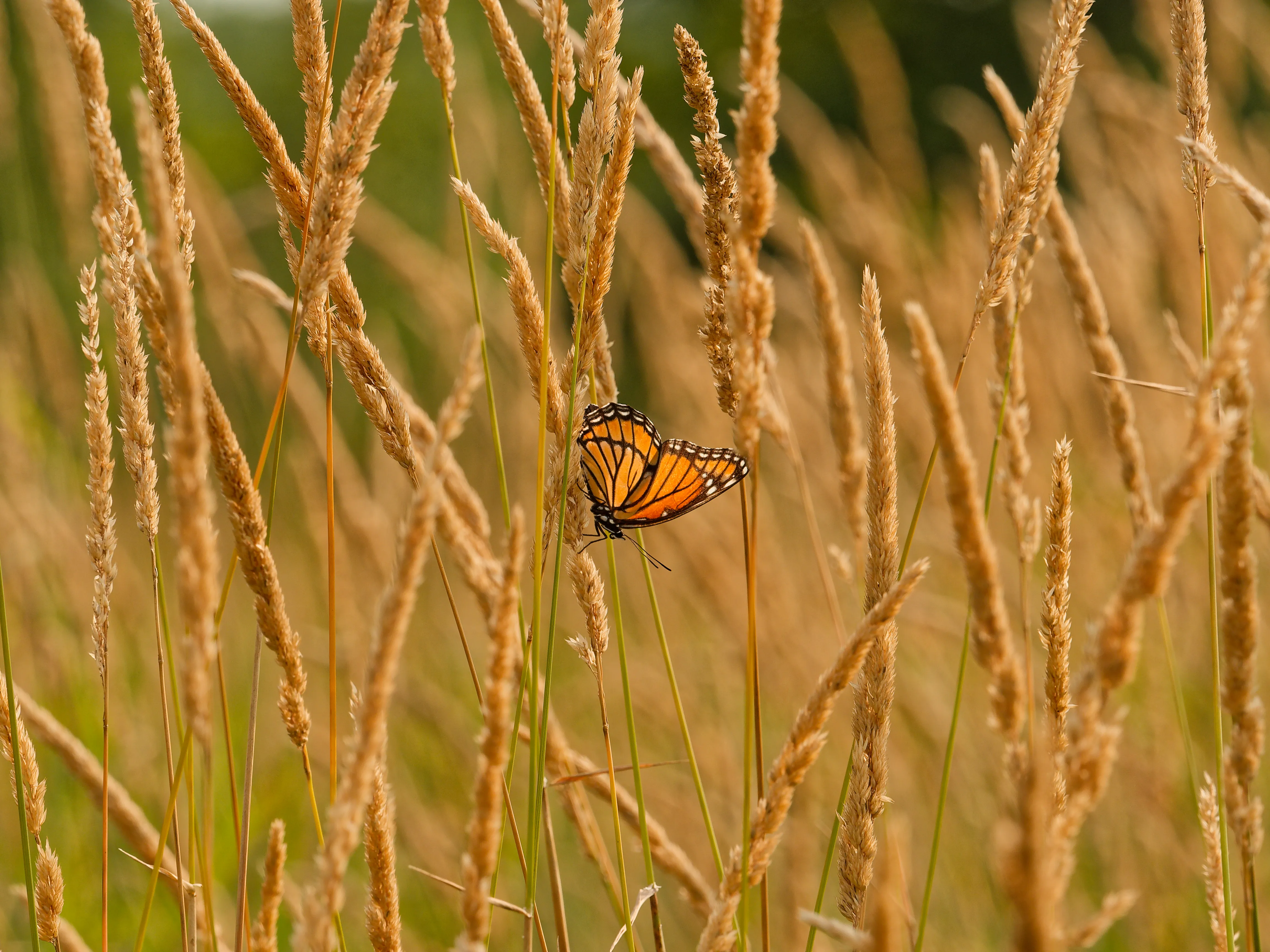 monarch