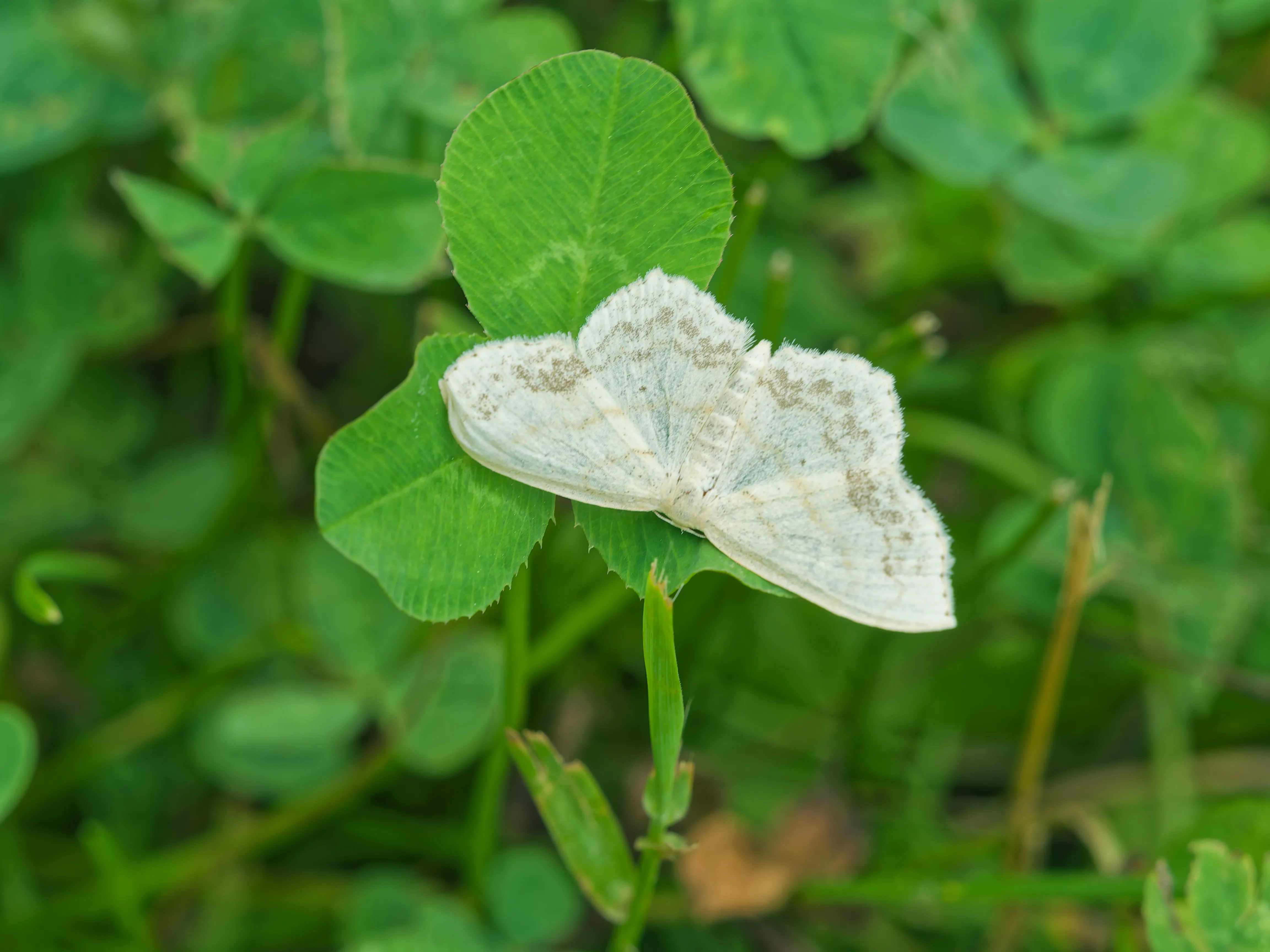 moth