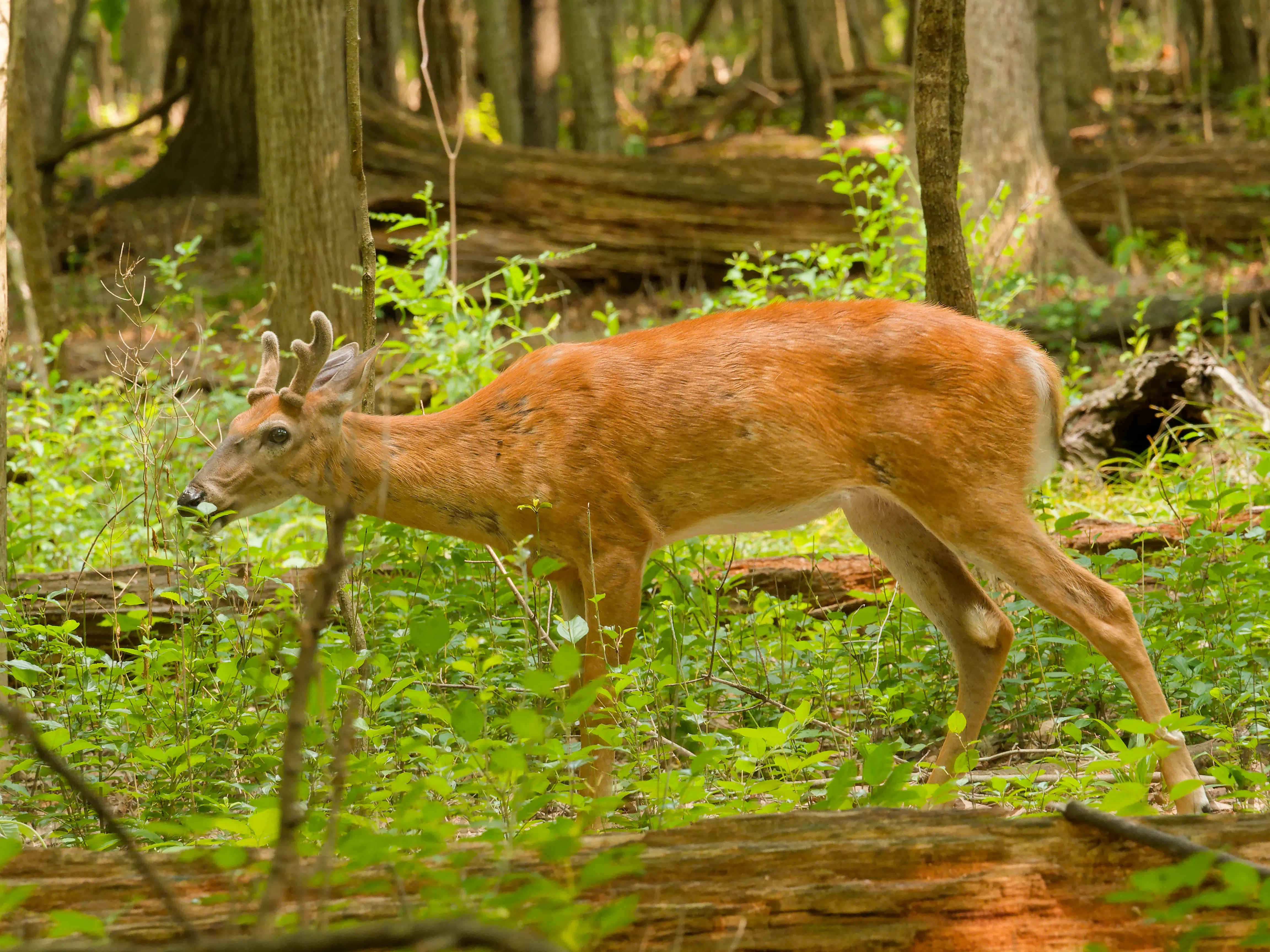 deer