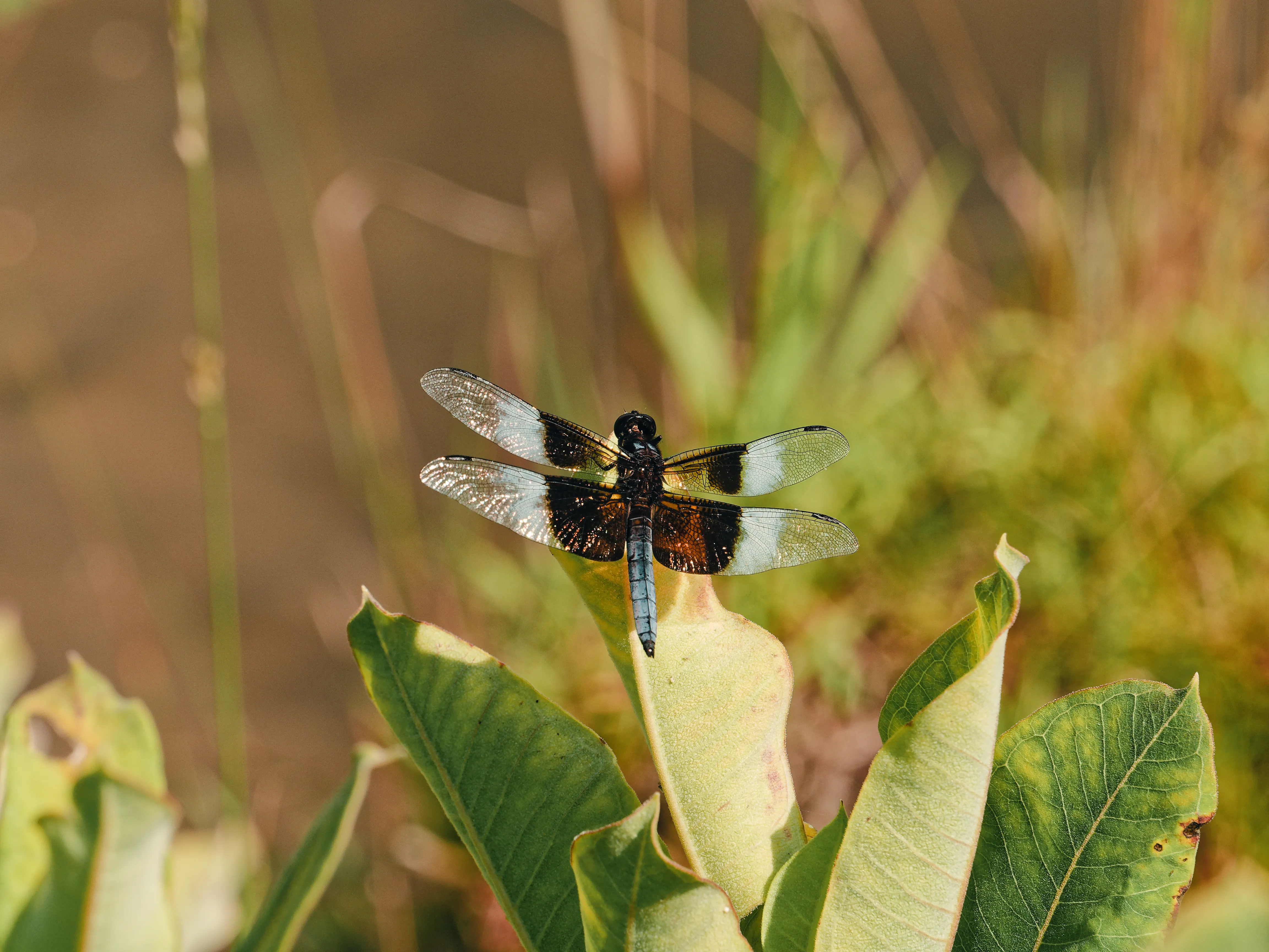 Dragonfly on milkweed leaf