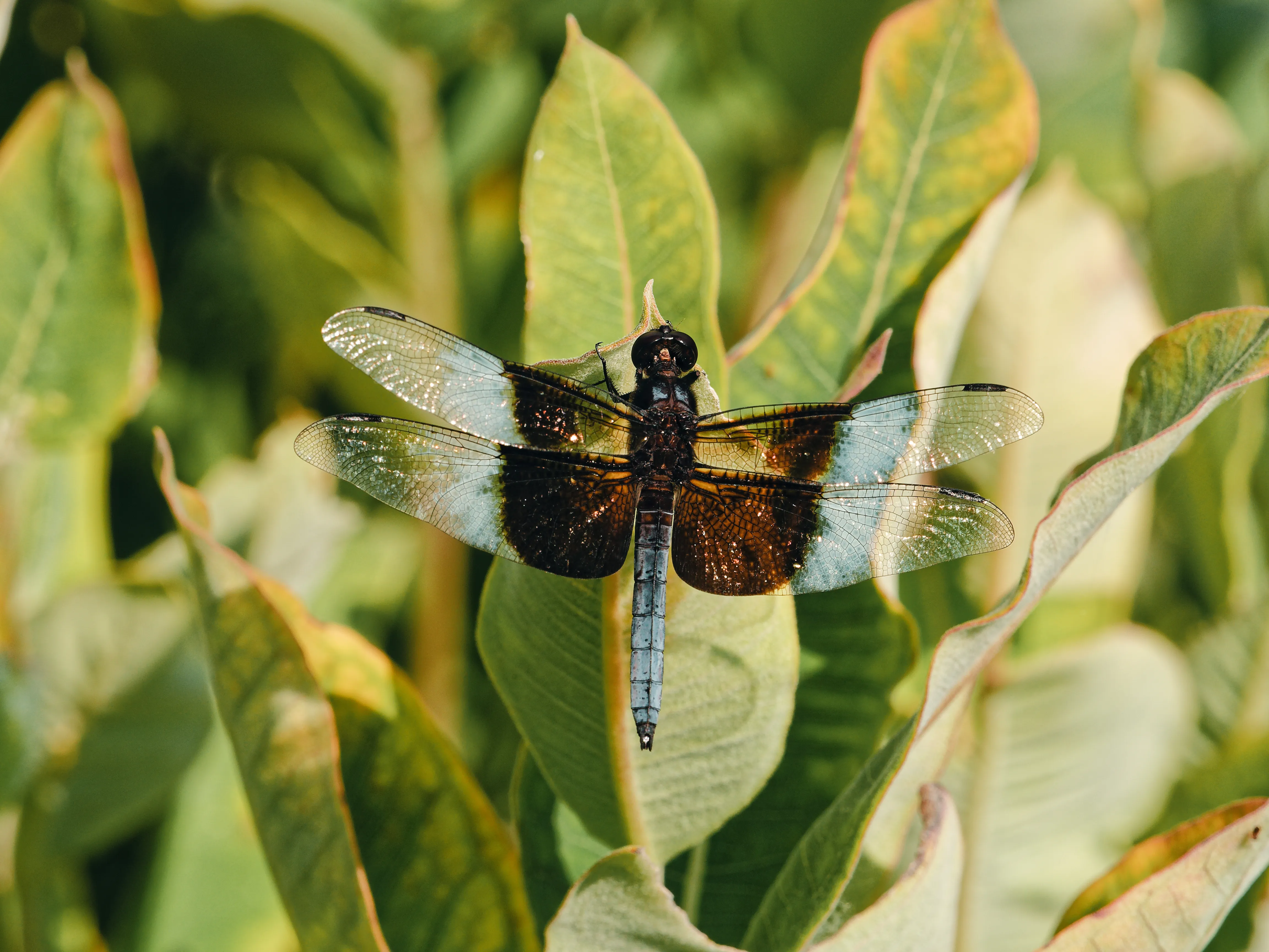 Dragonfly on milkweed leaf