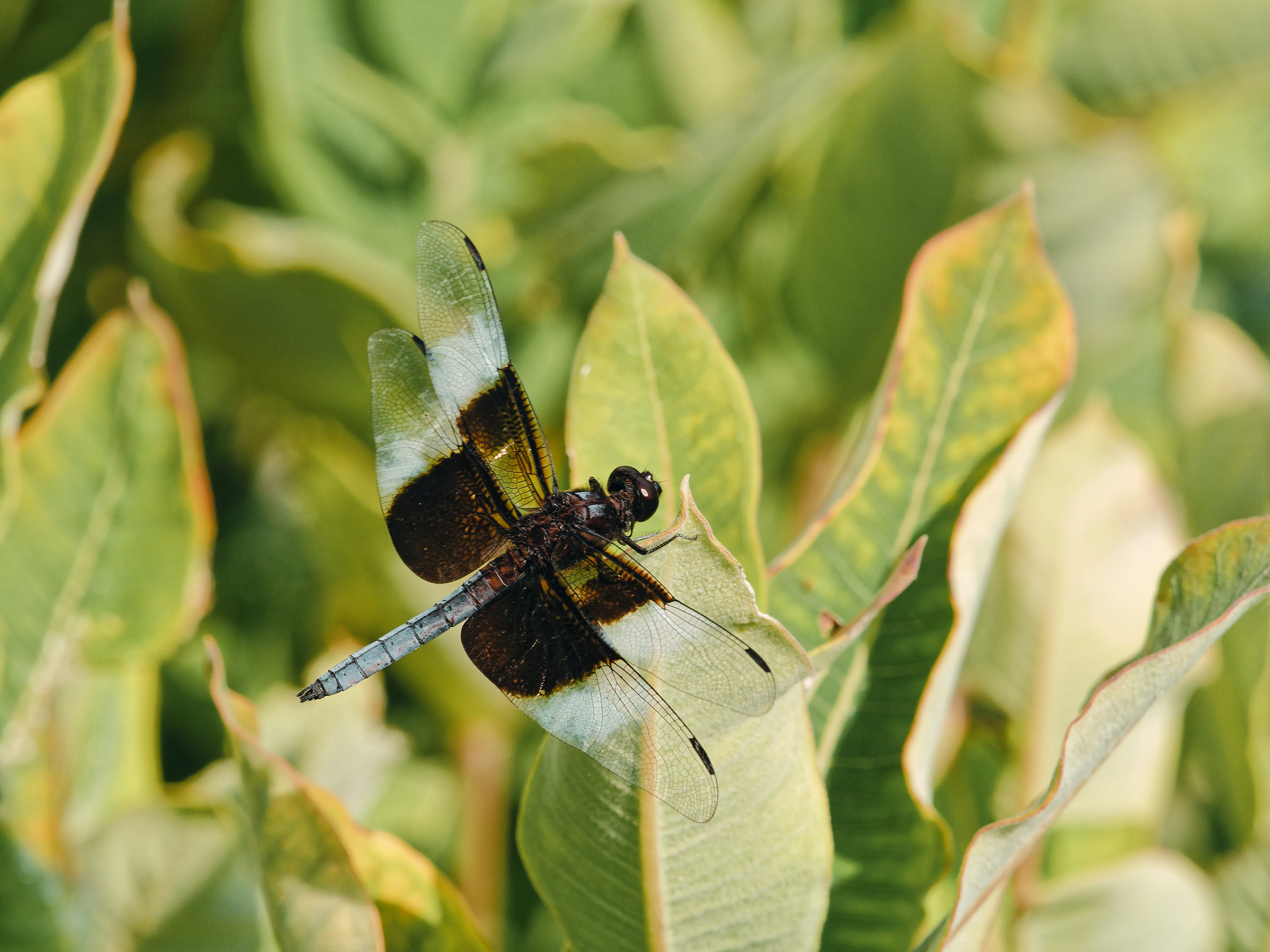 Dragonfly on milkweed leaf