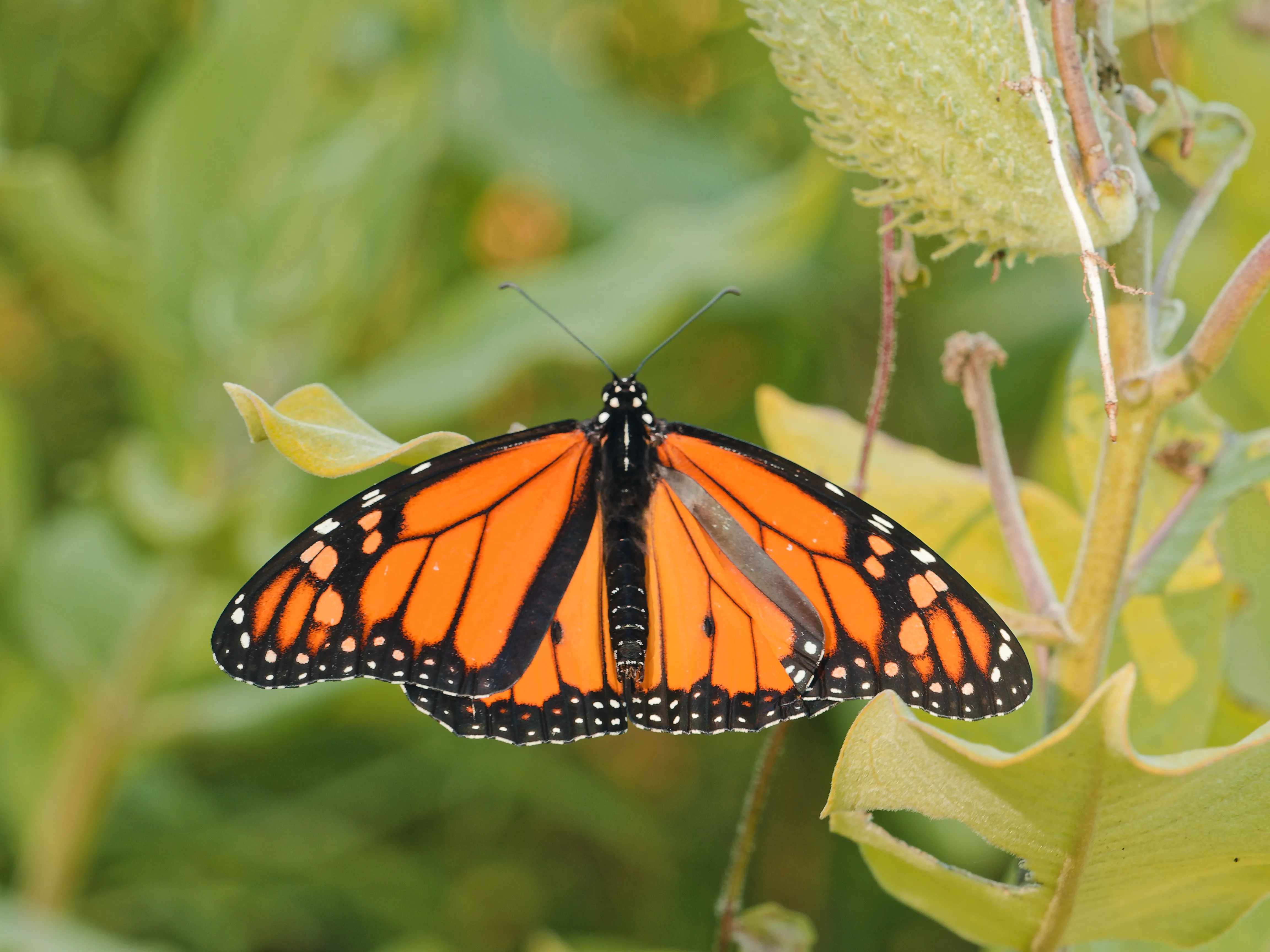 Monarch butterfly on milkweed leaf