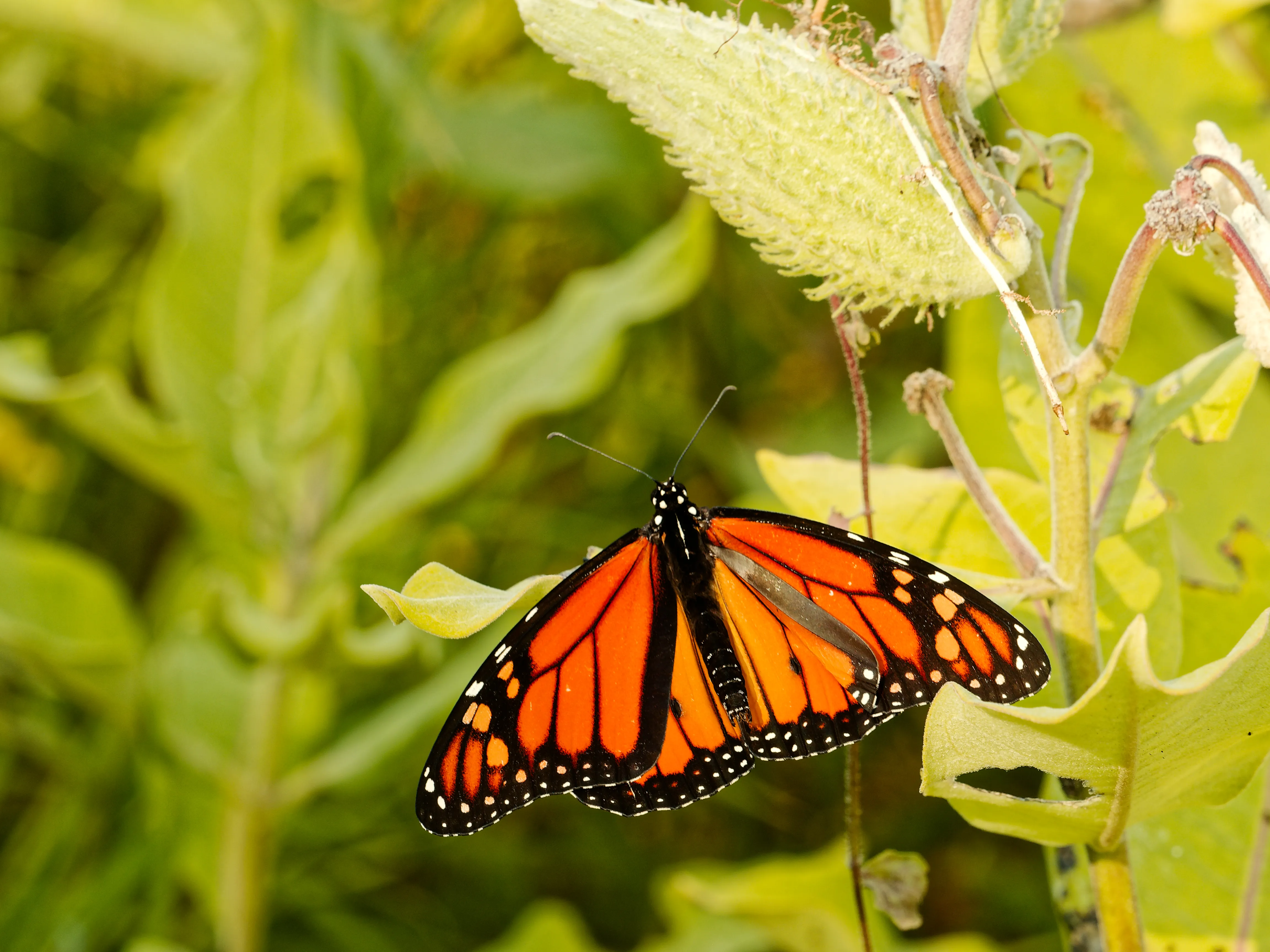 Monarch butterfly on milkweed leaf