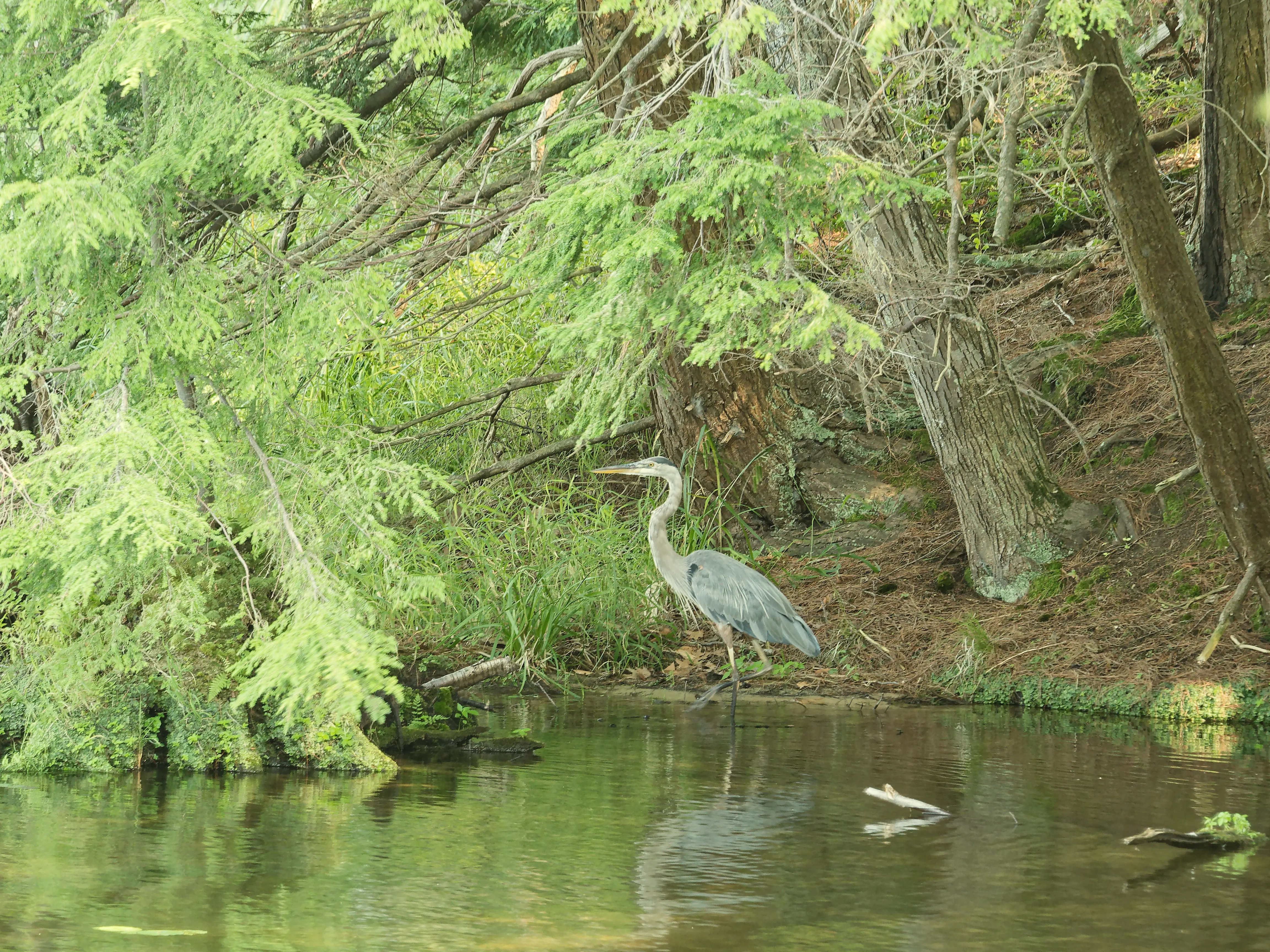 Heron on edge of lake