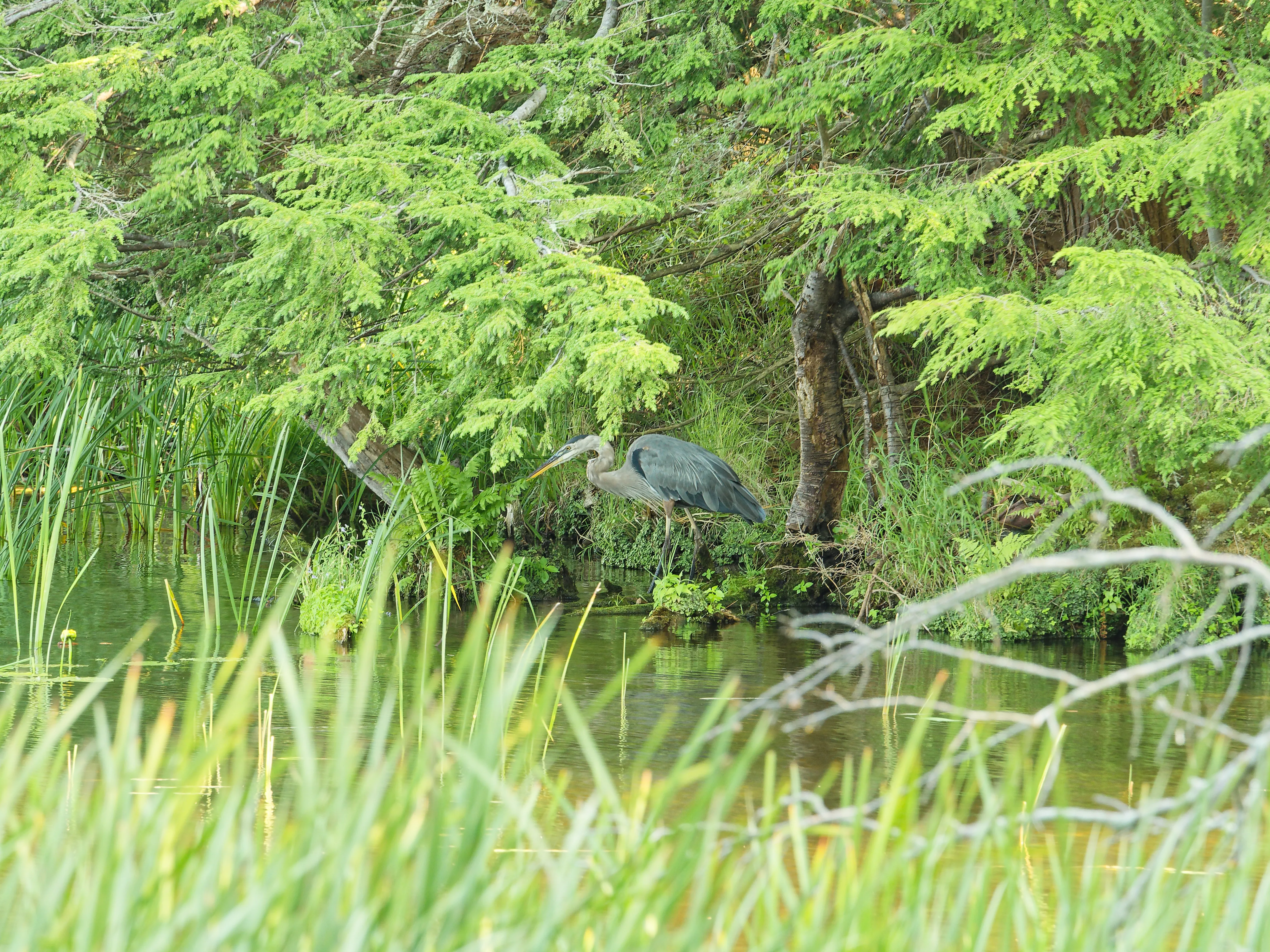 Heron on edge of lake