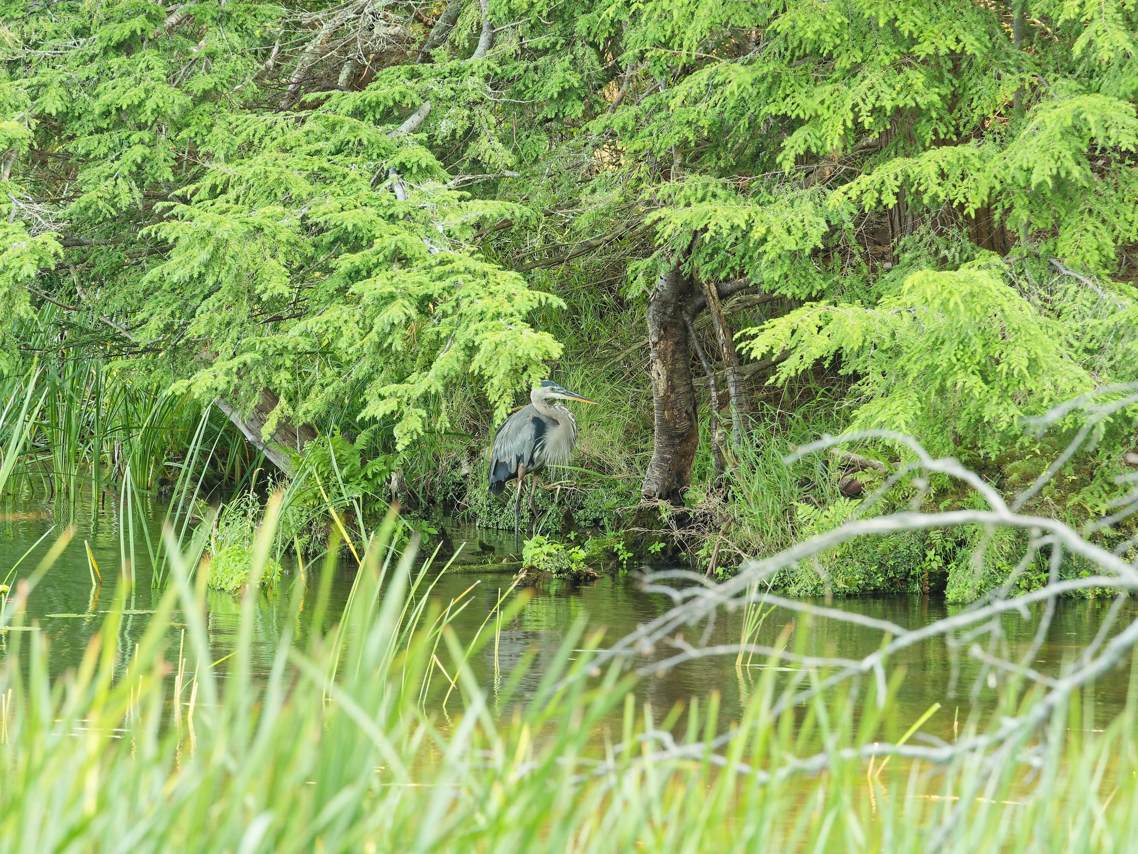 Heron on edge of lake