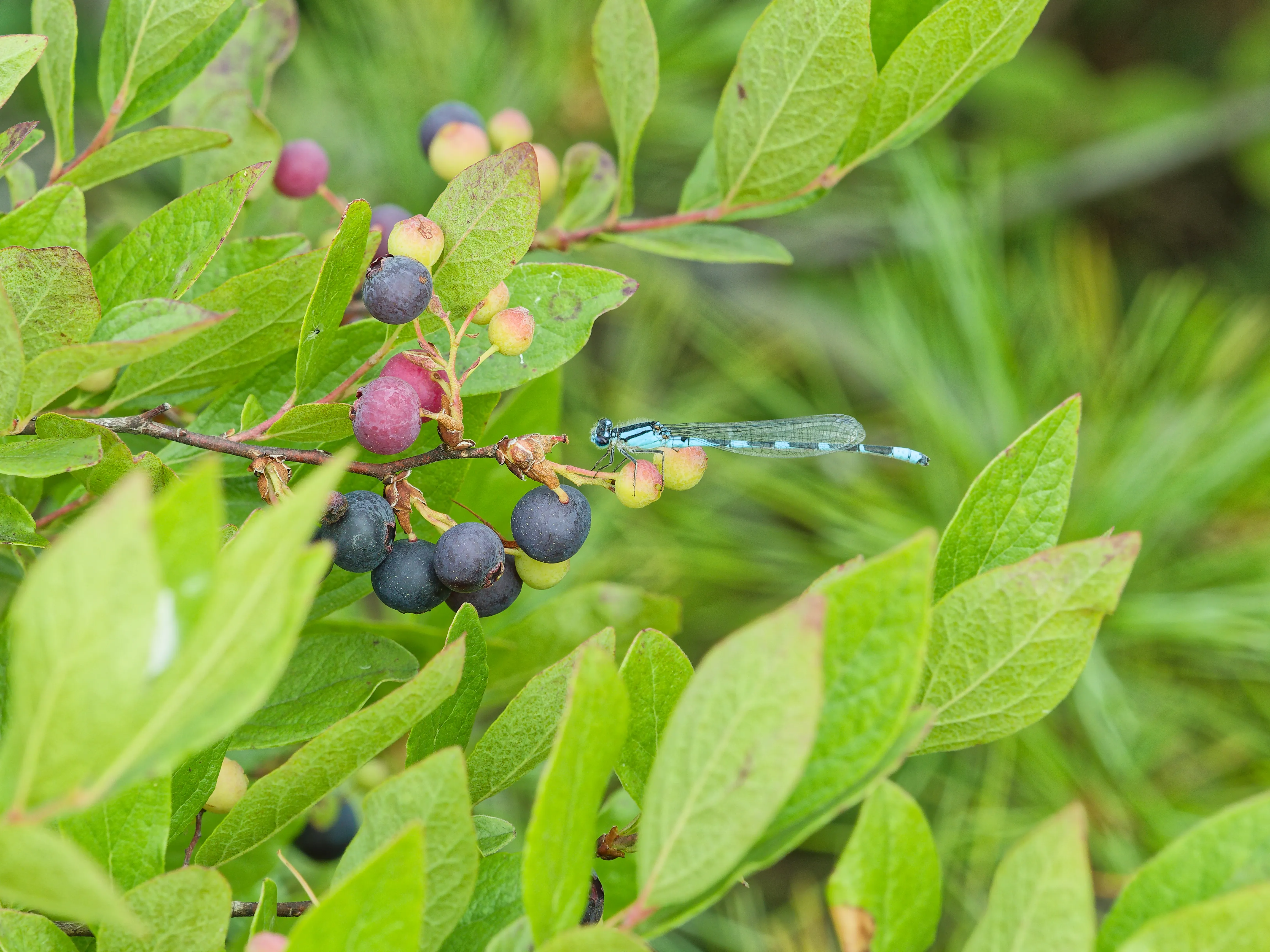 Dragonfly on blueberry bush