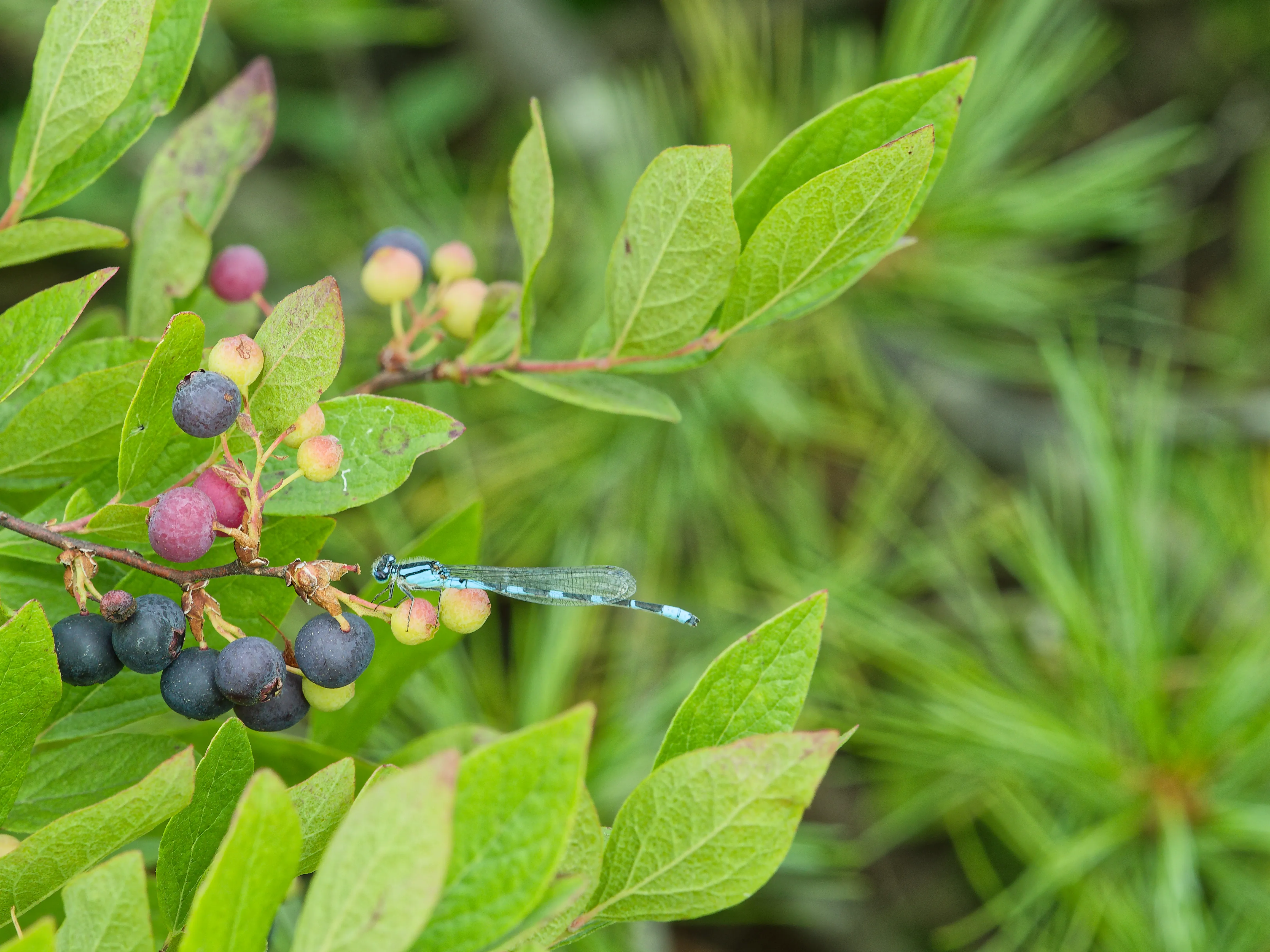 Dragonfly on blueberry bush