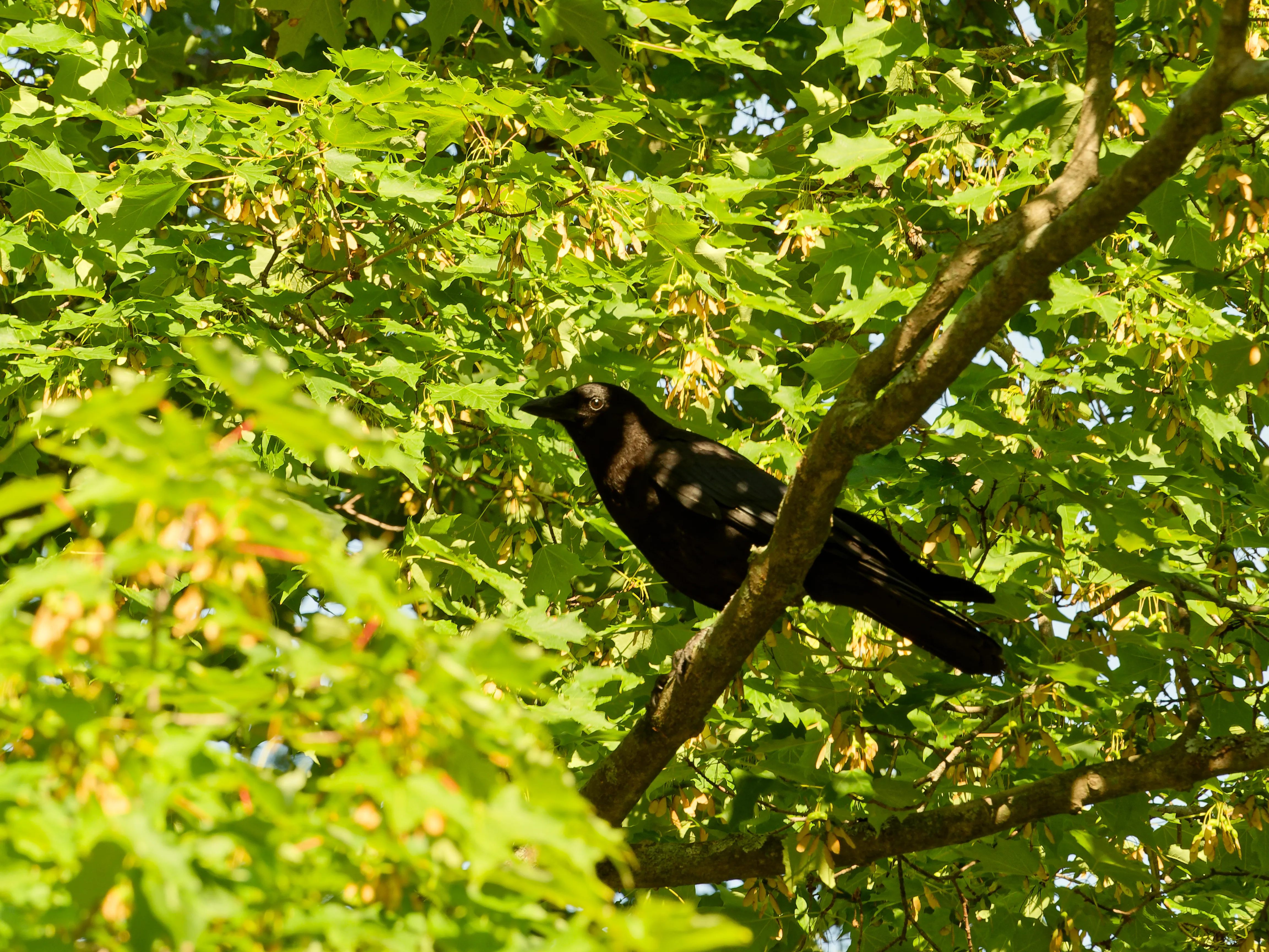Crow in a tree